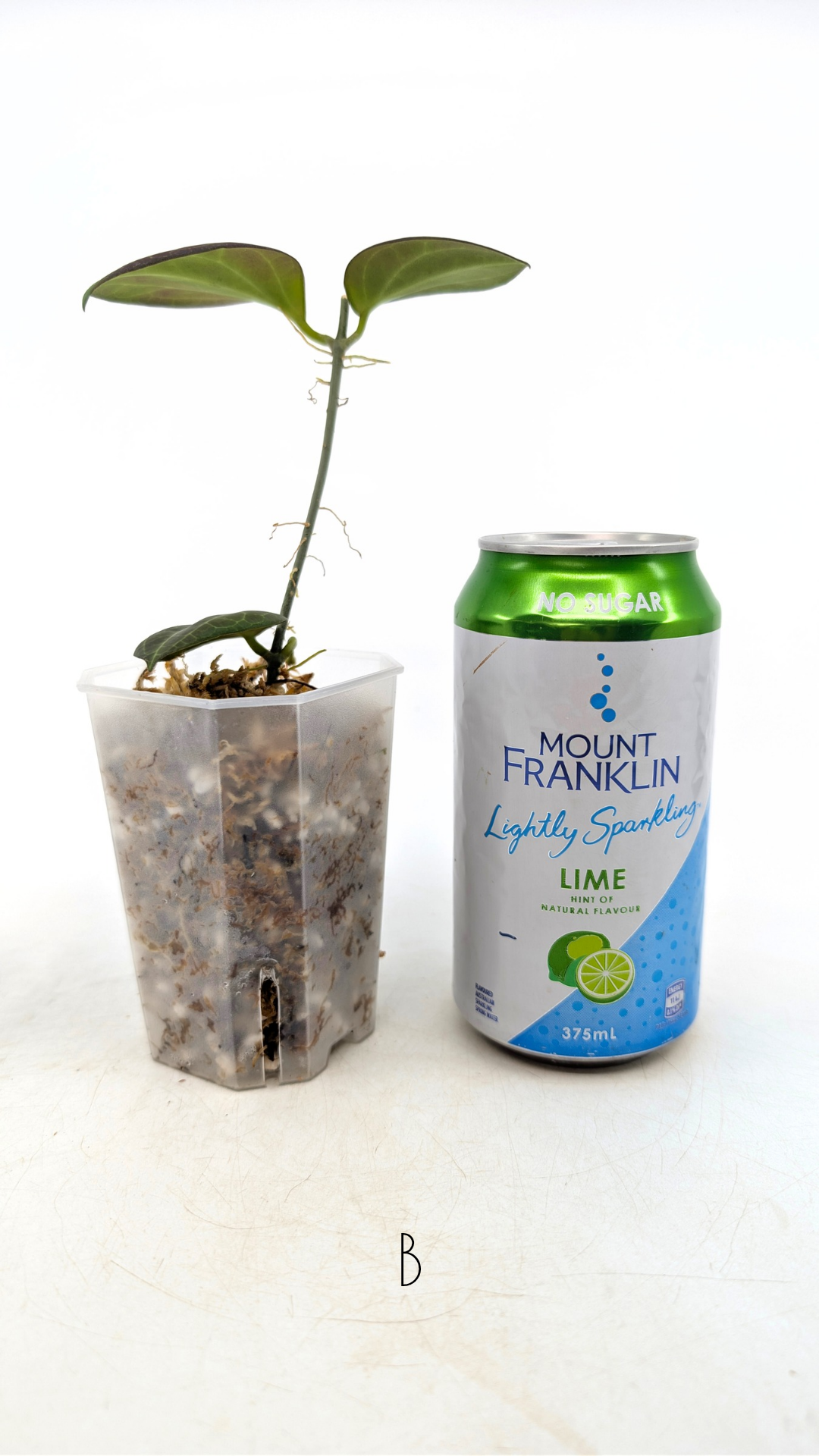 Rare waxplant Hoya Hellwigiana IML1101 available for sale at rare indoor plant shop The Leaf Gallery in Perth, Western Australia