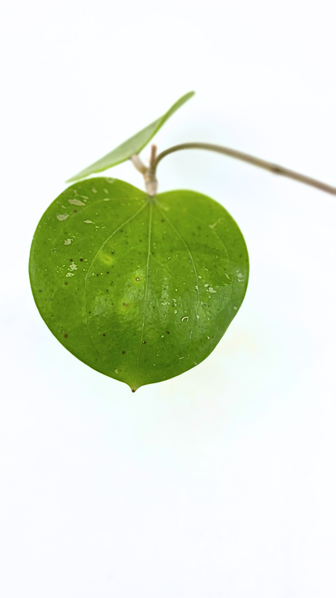 Rare waxplant Hoya Balaensis available for sale at rare indoor plant shop The Leaf Gallery in Perth, Western Australia