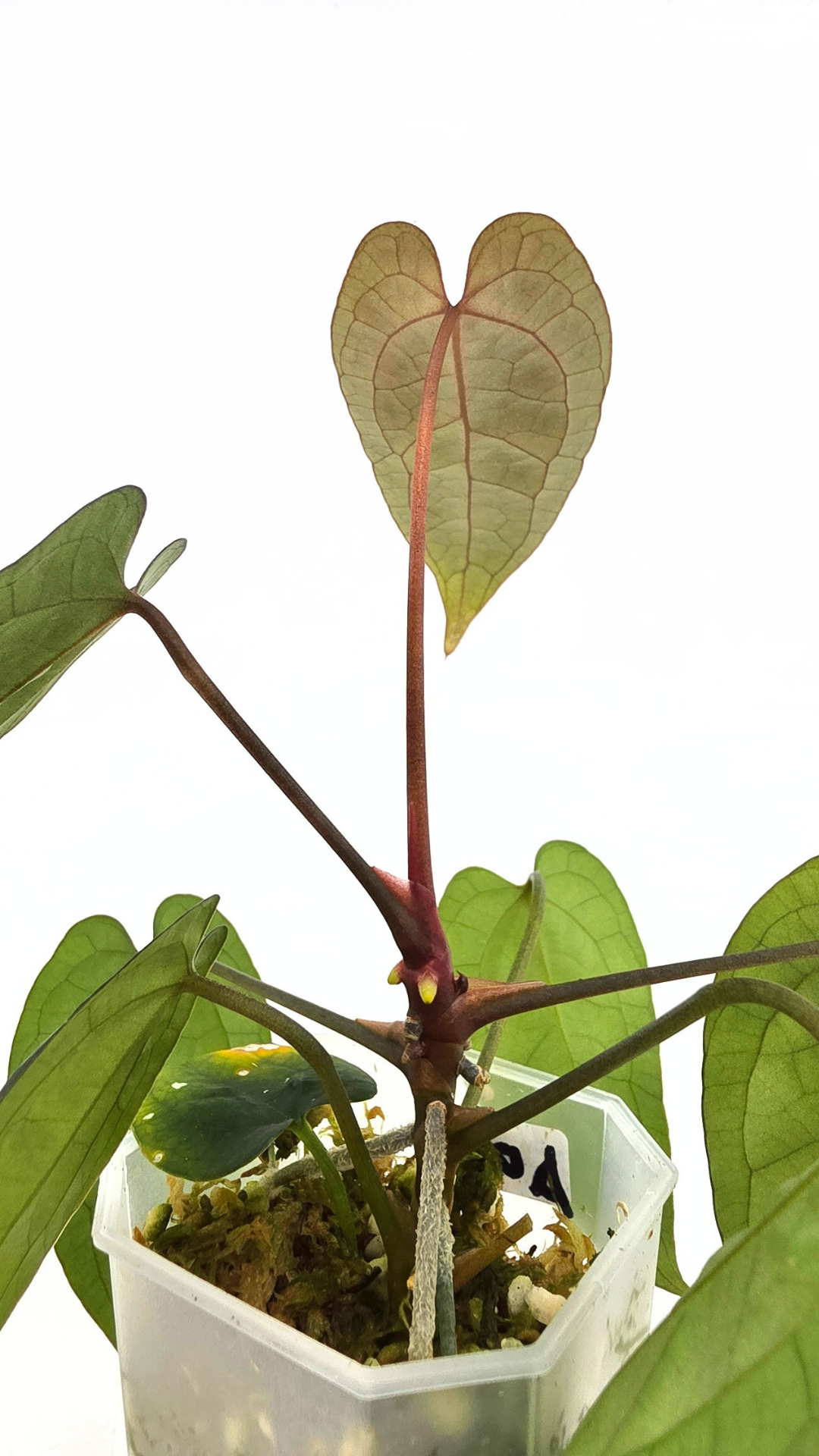 Rare indoor plant Anthurium Ace of Spades Dark Form available for sale at rare house plant shop The Leaf Gallery in Perth, Western Australia