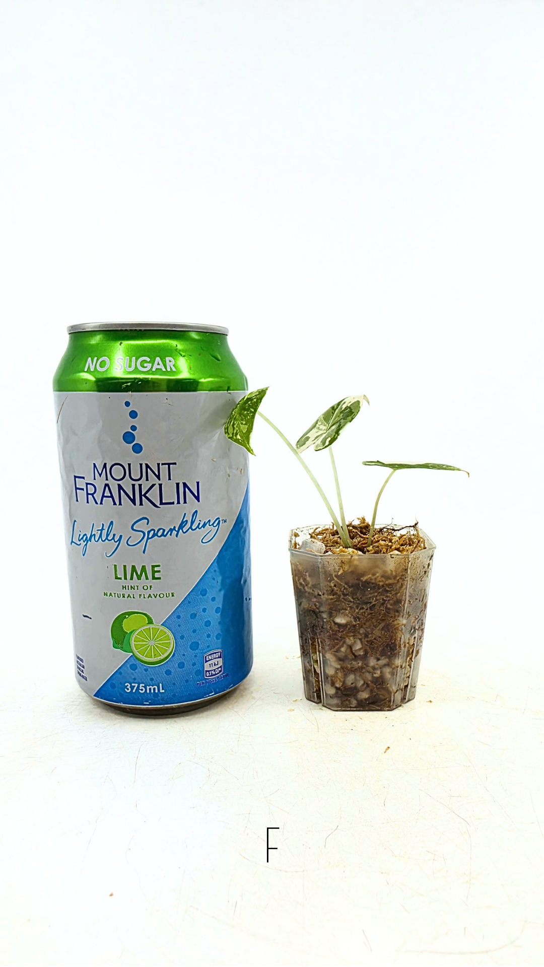 Rare indoor plant Alocasia Frydek Variegated available for sale at rare house plant shop The Leaf Gallery in Perth, Western Australia