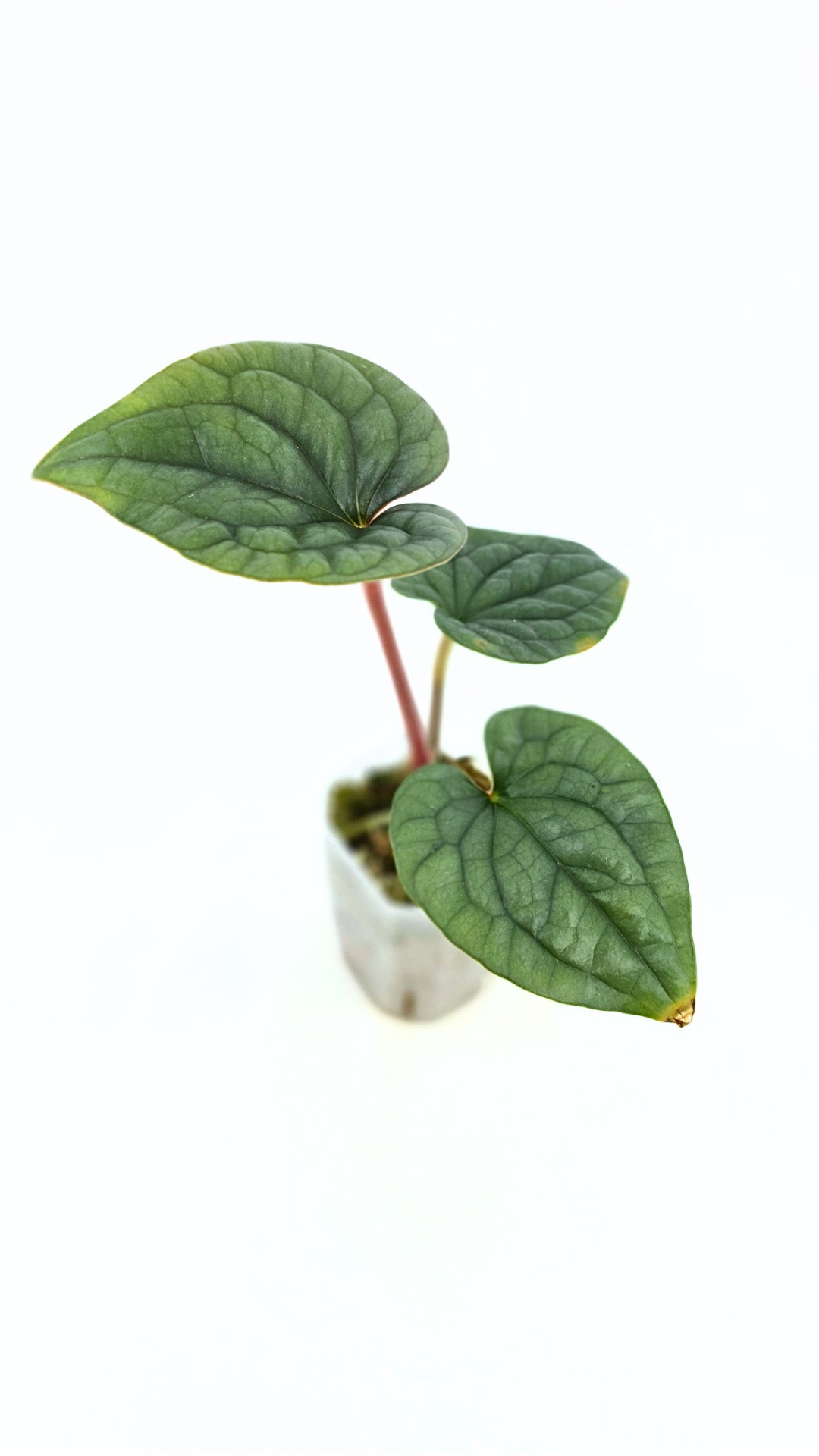 Rare indoor plant Anthurium Luxurians available for sale at rare house plant shop The Leaf Gallery in Perth, Western Australia