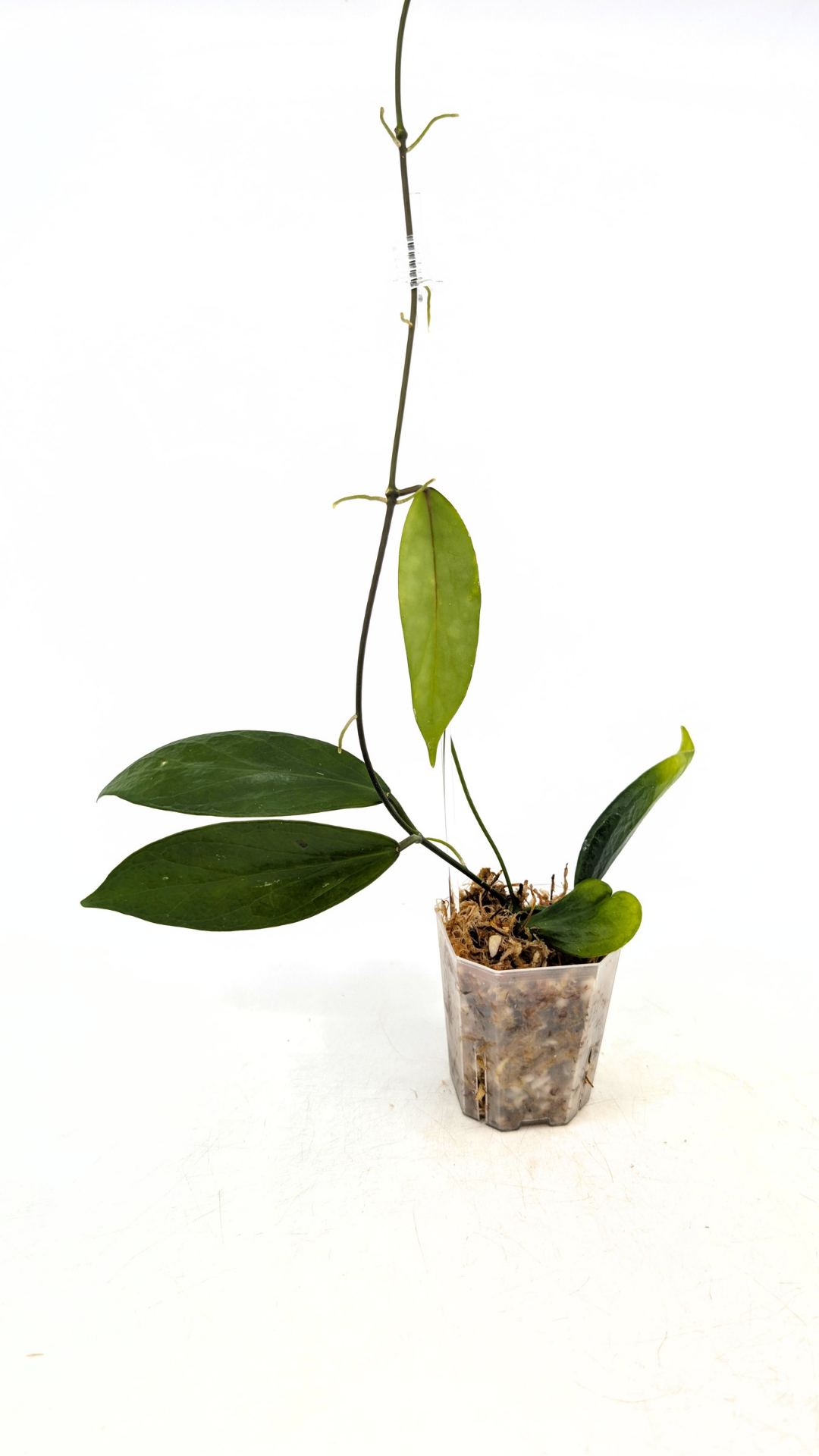 Uncommon waxplant Hoya Flavida Mt Gallego available for sale at rare plant shop The Leaf Gallery in Perth, Western Australia