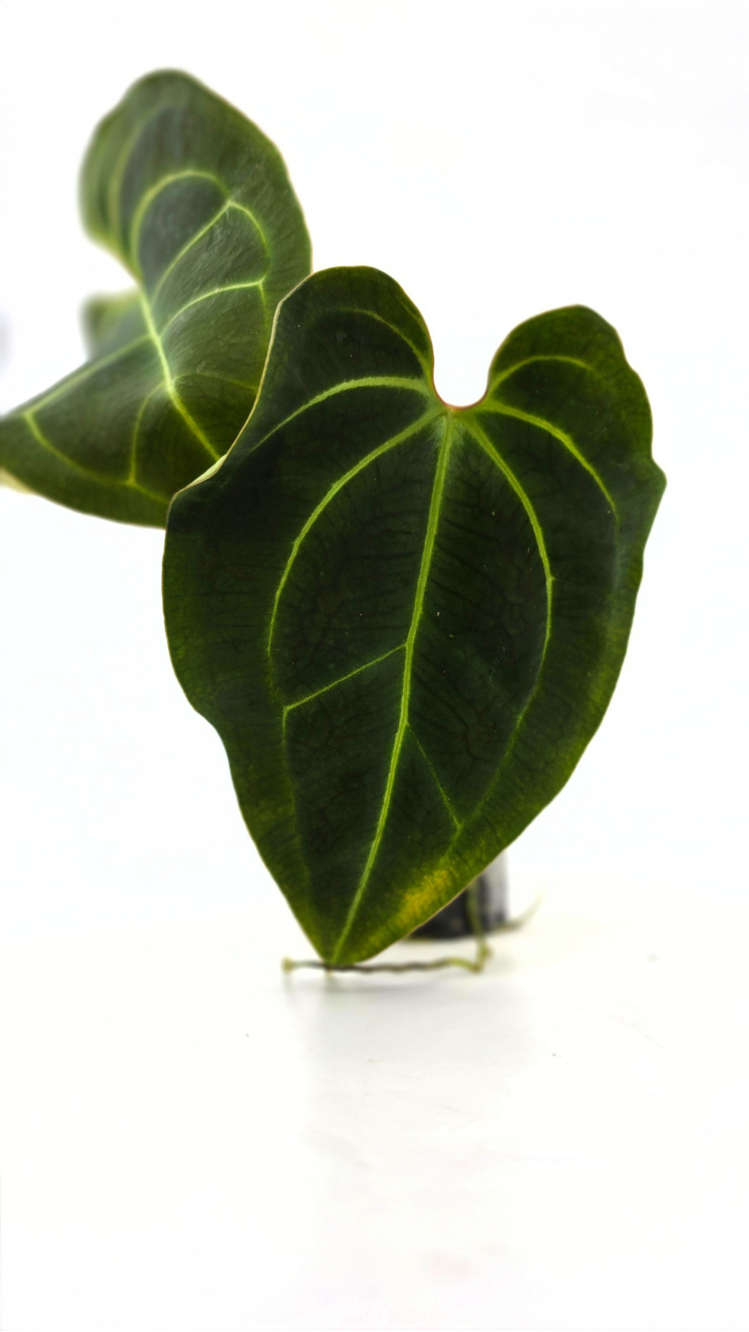 Rare indoor plant anthurium Bessae Aff grown from seeds propagated by rare house plant shop The Leaf Gallery in Perth, Western Australia