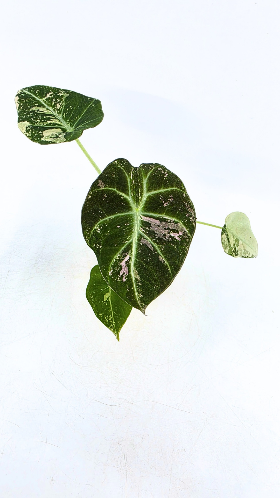 Rare indoor plant Alocasia Black Velvet Pink Variegated available for sale from rare house plant shop The Leaf Gallery in Perth, Western Australia