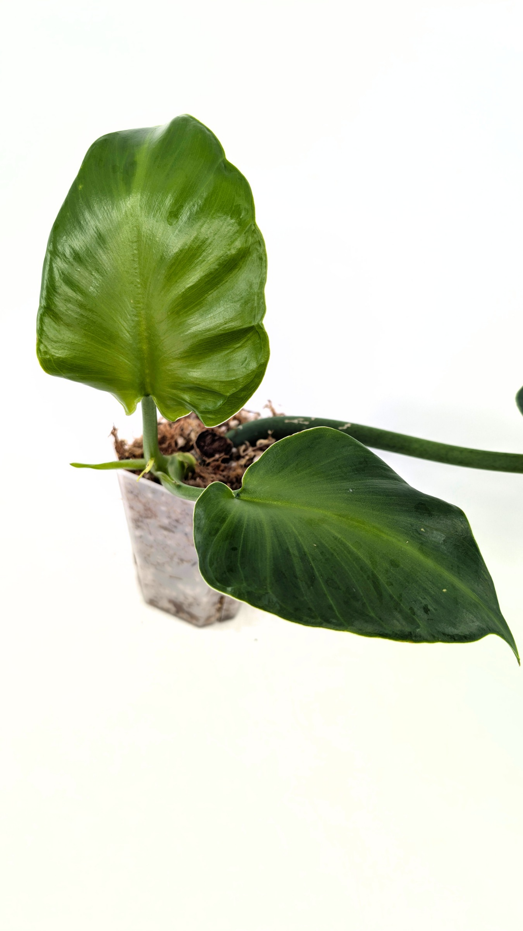 Rare indoor house plant Philodendron Rugosum also known as Pig Skin Philodendron propagated by the Leaf Gallery in Perth