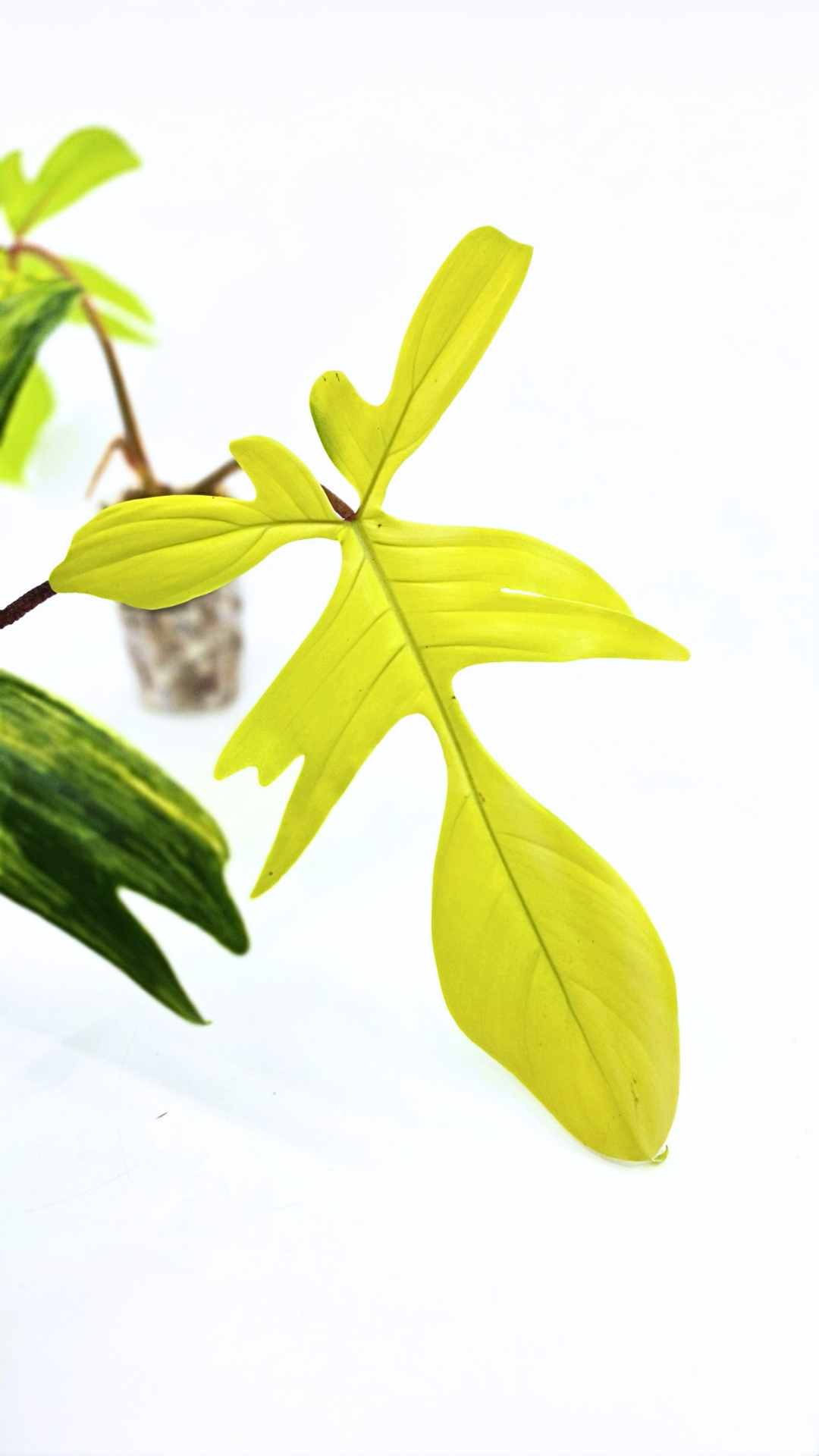 Rare indoor plant Philodendron Florida Beauty Varigated available at rare plant shop The Leaf Gallery in Perth, Western Australia