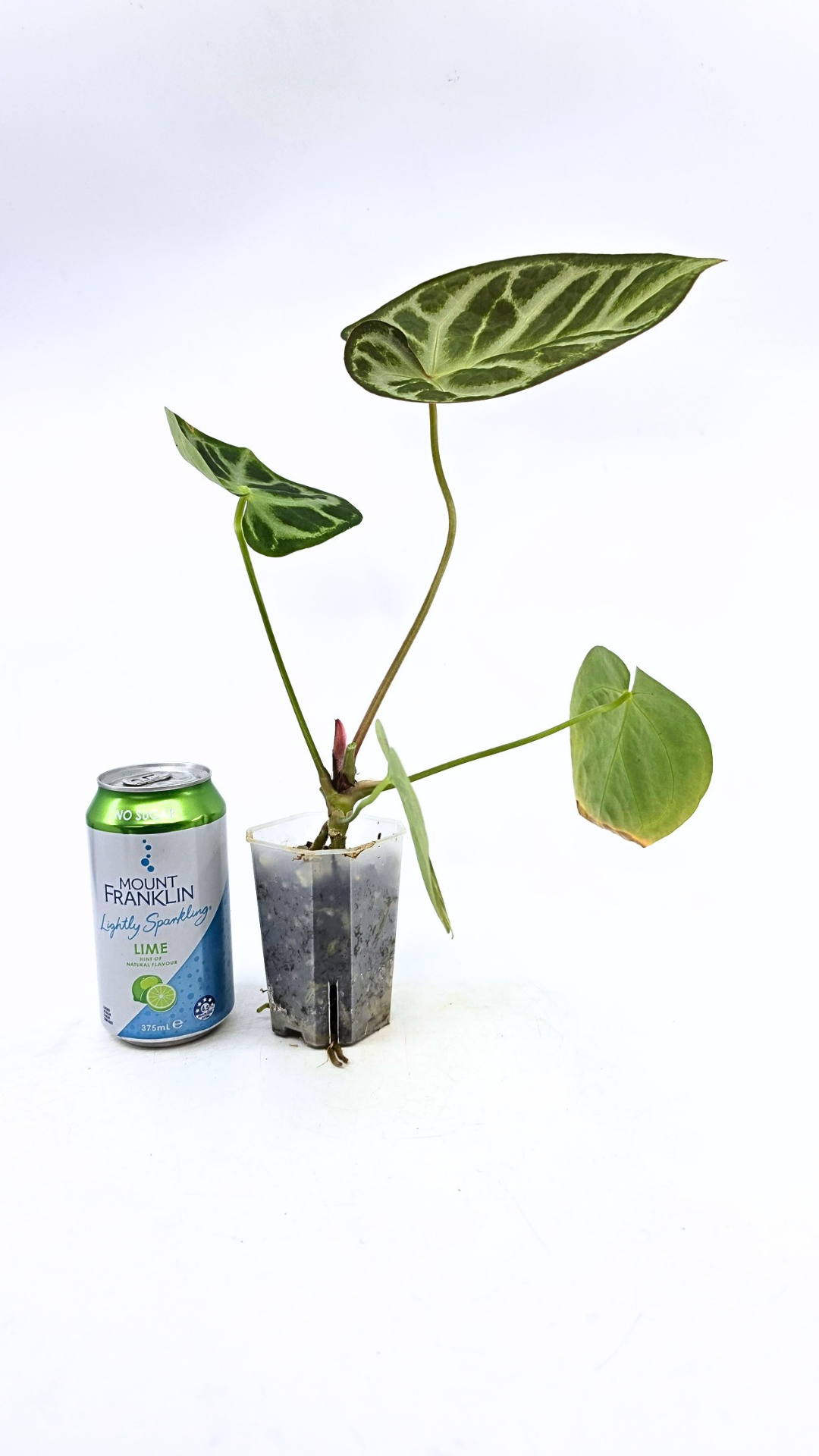 Rare indoor plant Anthurium Magnificum available for sale at rare house plant shop The Leaf Gallery in Perth, Western Australia