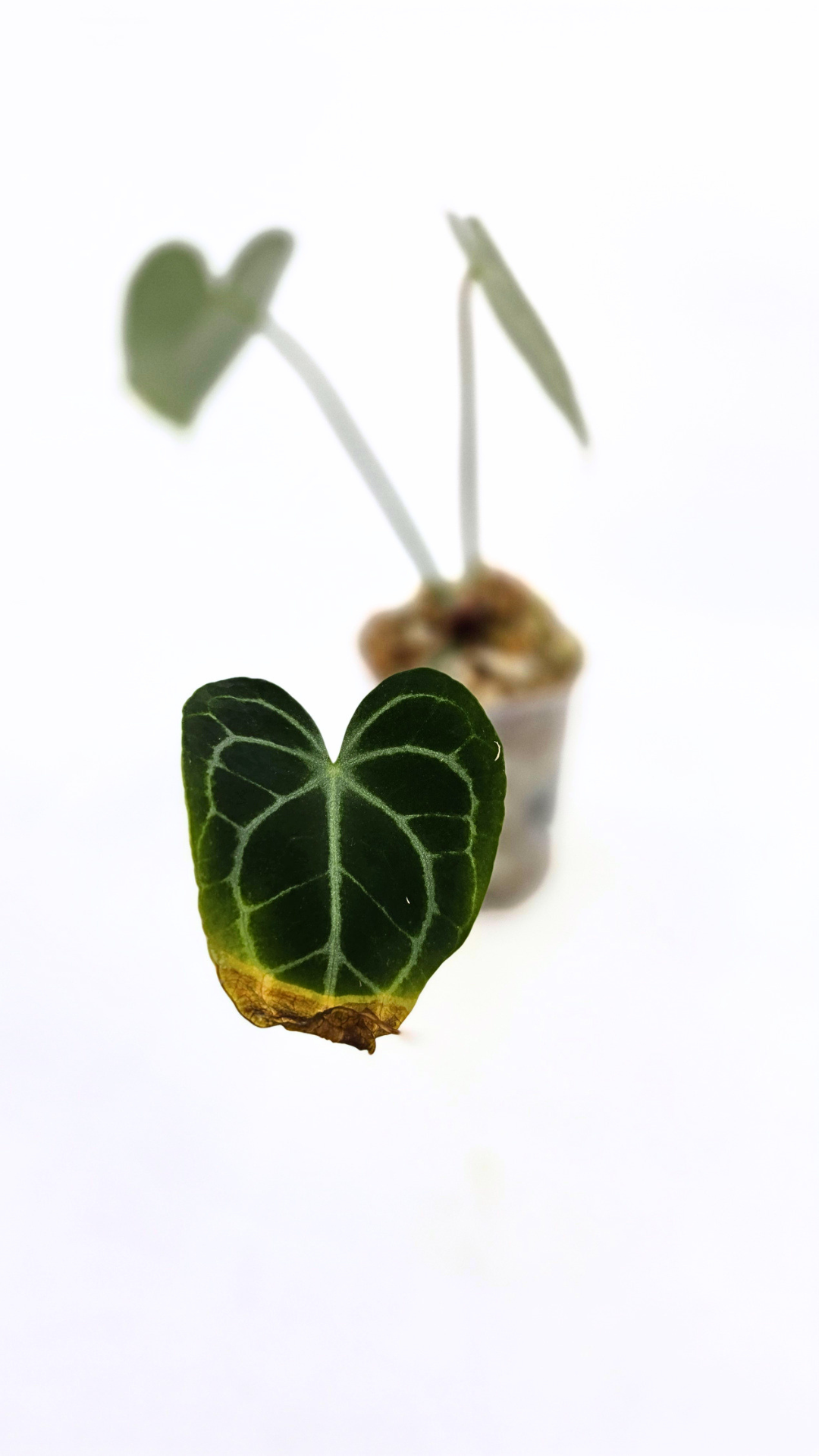 Rare Anthurium Clarineverium Hybrid - Queen of Clarinervium available for sale at rare plant shop The Leaf Gallery in Perth, Western Australia
