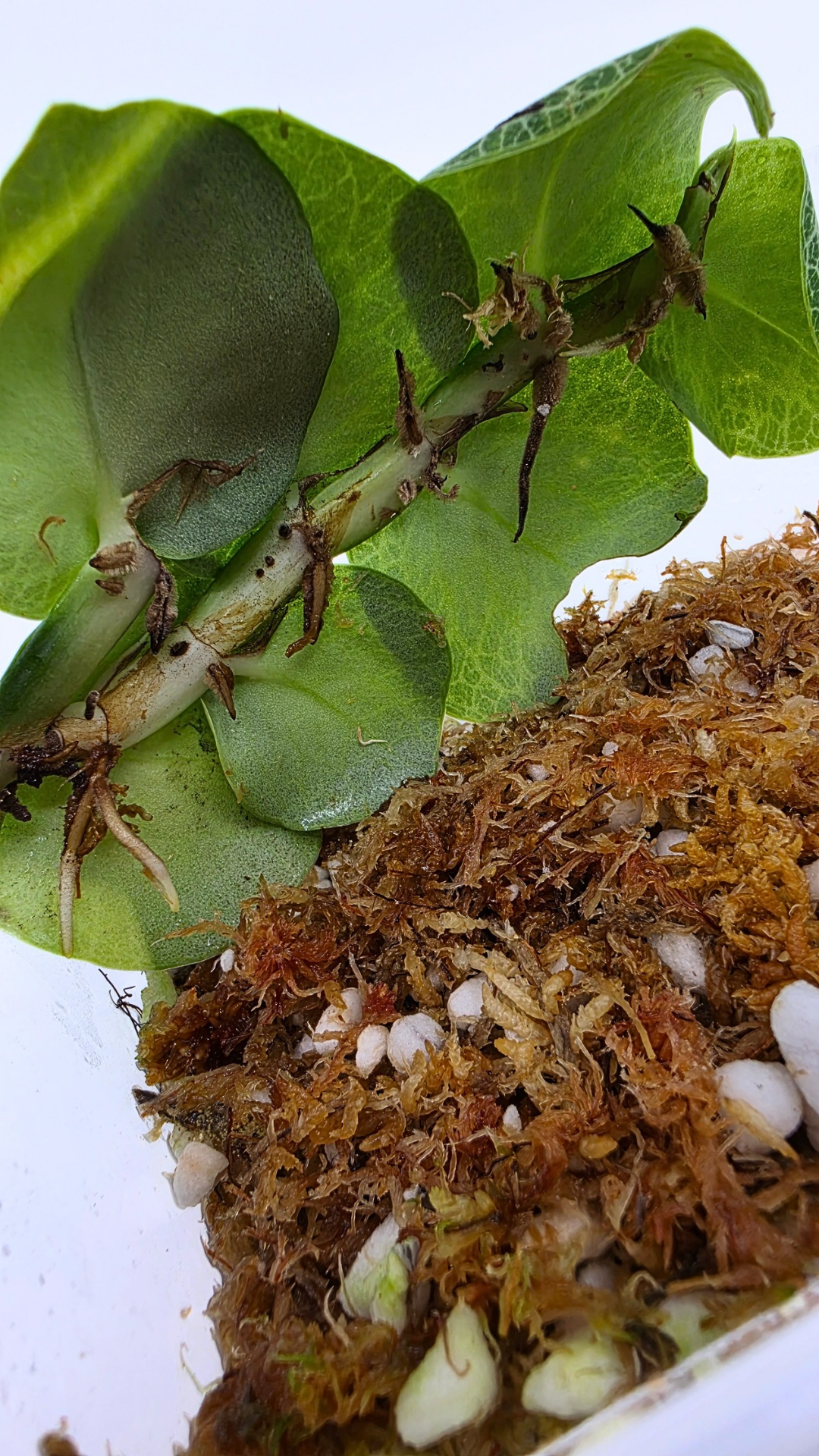 Rare indoor singgling house plant Raphidophora Cryptantha by rare plant shop The Leaf Gallery in Perth, Western Australia