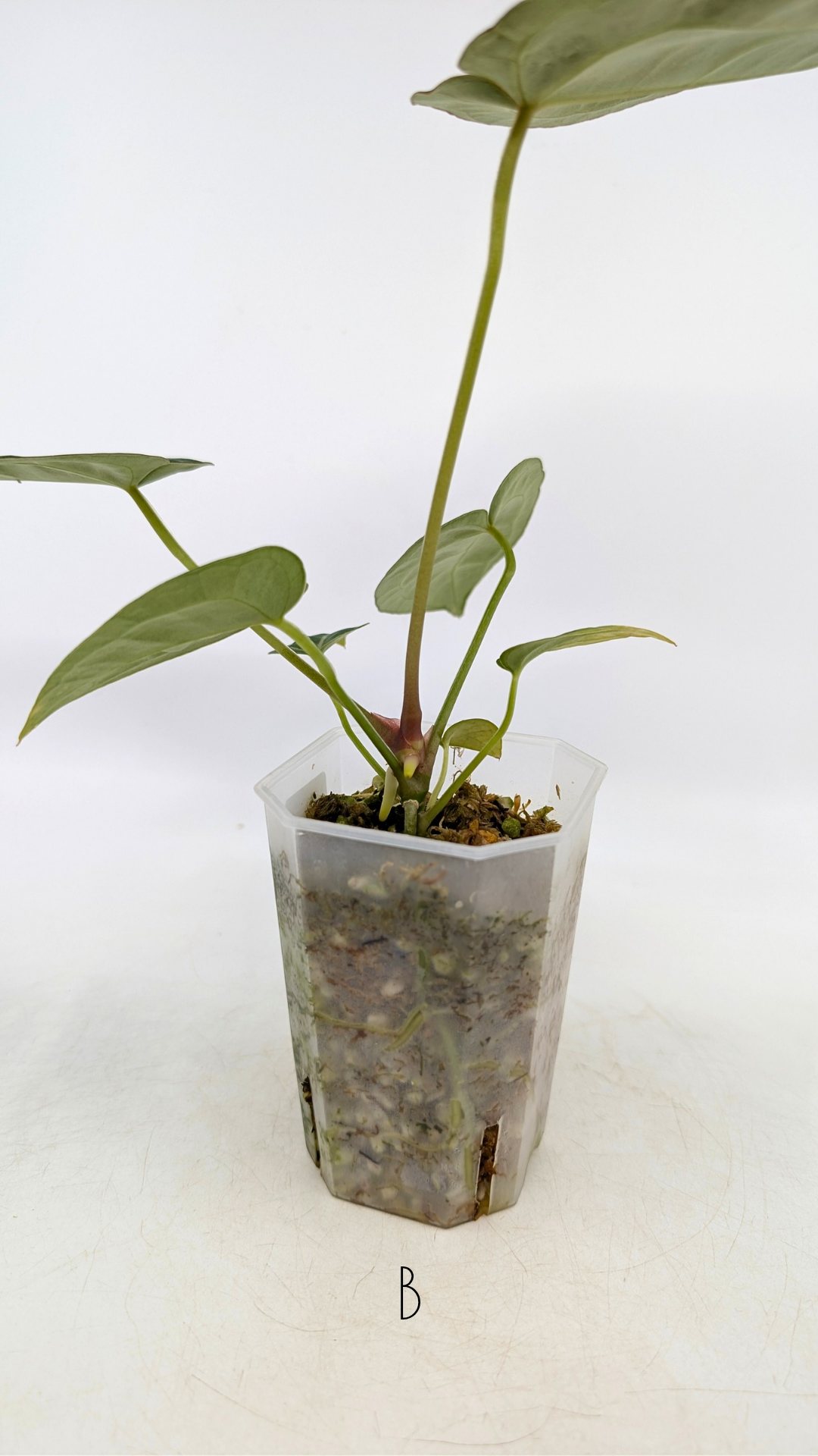 Rare anthurium hybrid Anthurium Dark Forgetii x Bessae Aff X Anthurium Michelle by The Leaf Gallery in Perth, Western Australia