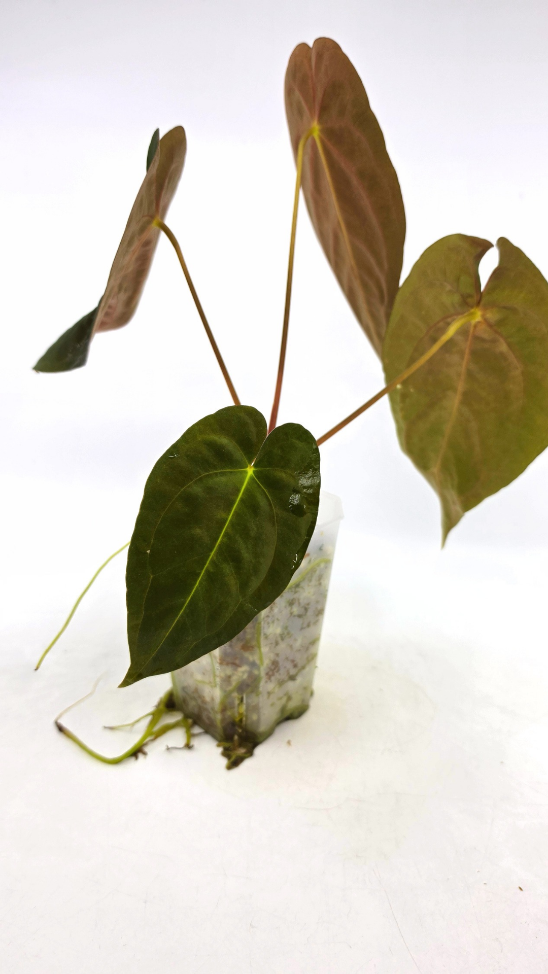 Rare indoor plant Anthurium Papillilaminum pure clone available from rare house plant shop The Leaf Gallery in Perth, Western Australia