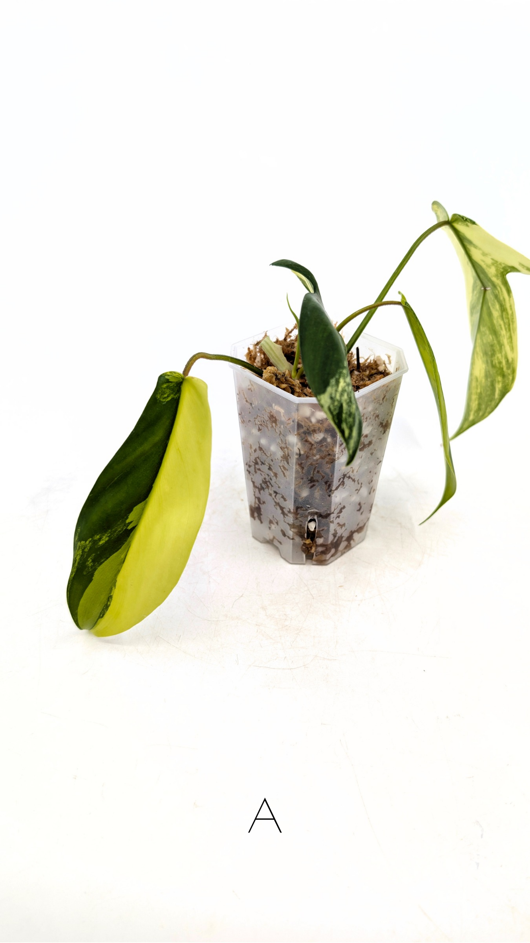 Rare indoor plant Philodendron Florida Beauty Varigated available at rare plant shop The Leaf Gallery in Perth, Western Australia