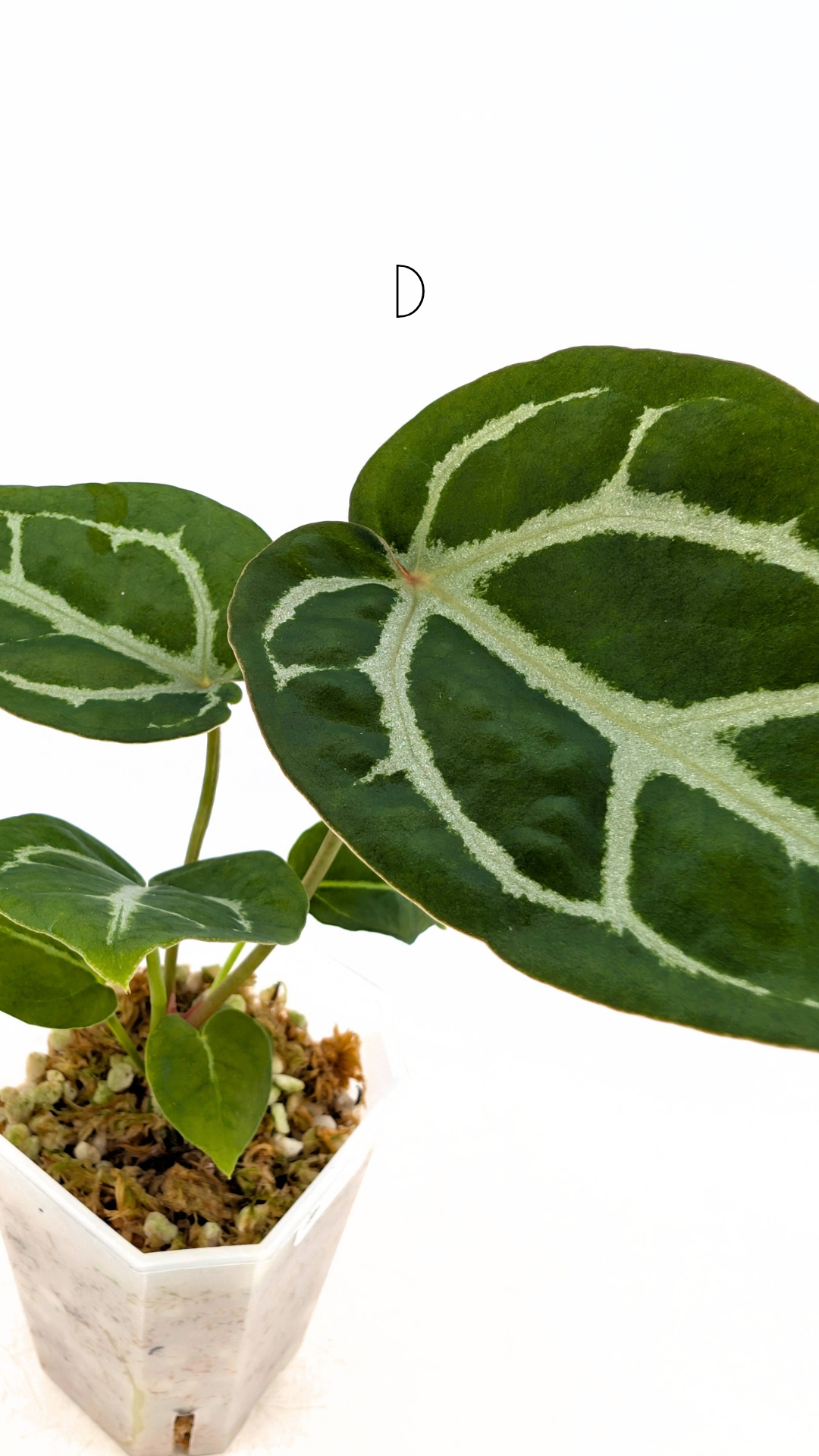 Rare anthurium hybrid Anthurium Dark Forgetii x Bessae Aff X Anthurium Michelle by The Leaf Gallery in Perth, Western Australia