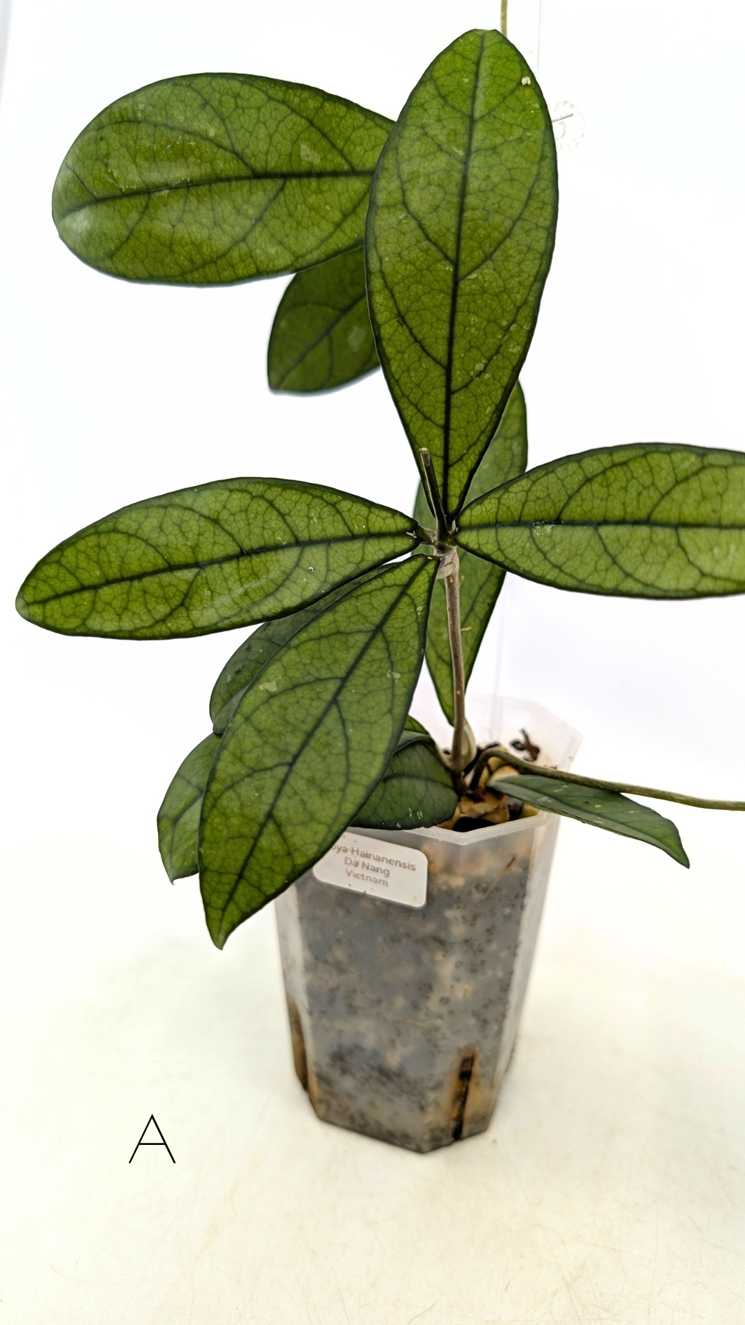 Rare waxplant Hoya Hainanensis Da Nang Vietnam available for sale at rare indoor plant shop The Leaf Gallery in Perth, Western Australia