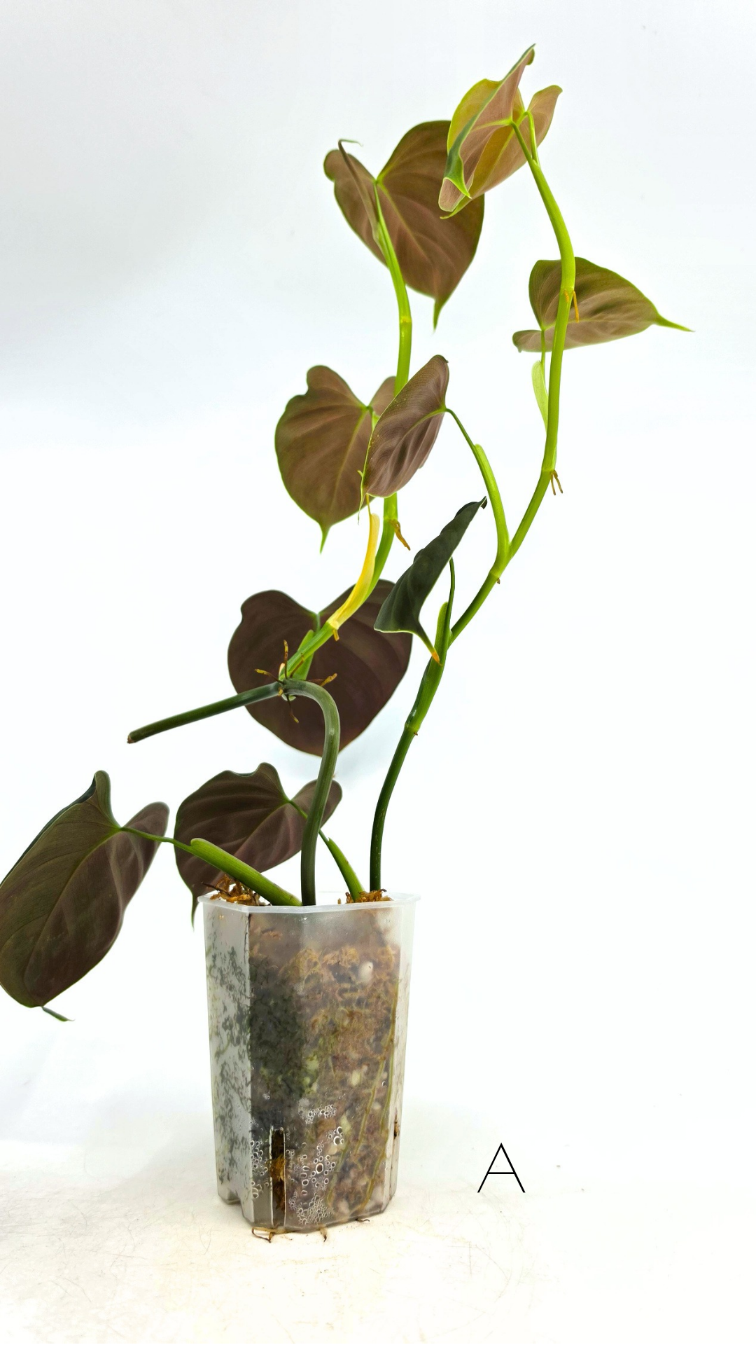 Rare indoor plant Philodendron Lupinum available for sale at rare house plant shop The Leaf Gallery in Perth, Western Australia