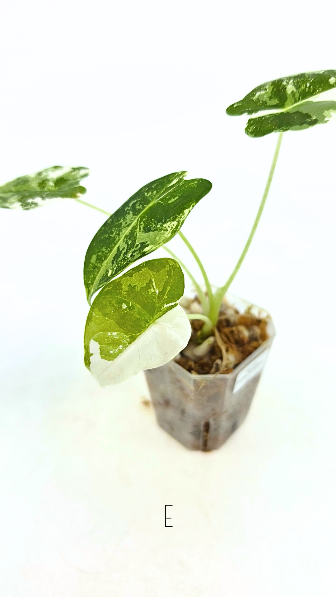Rare Wax Plant Hoya Clemensiorum available for sale at rare house plant shop The Leaf Gallery in Perth, Western Australia