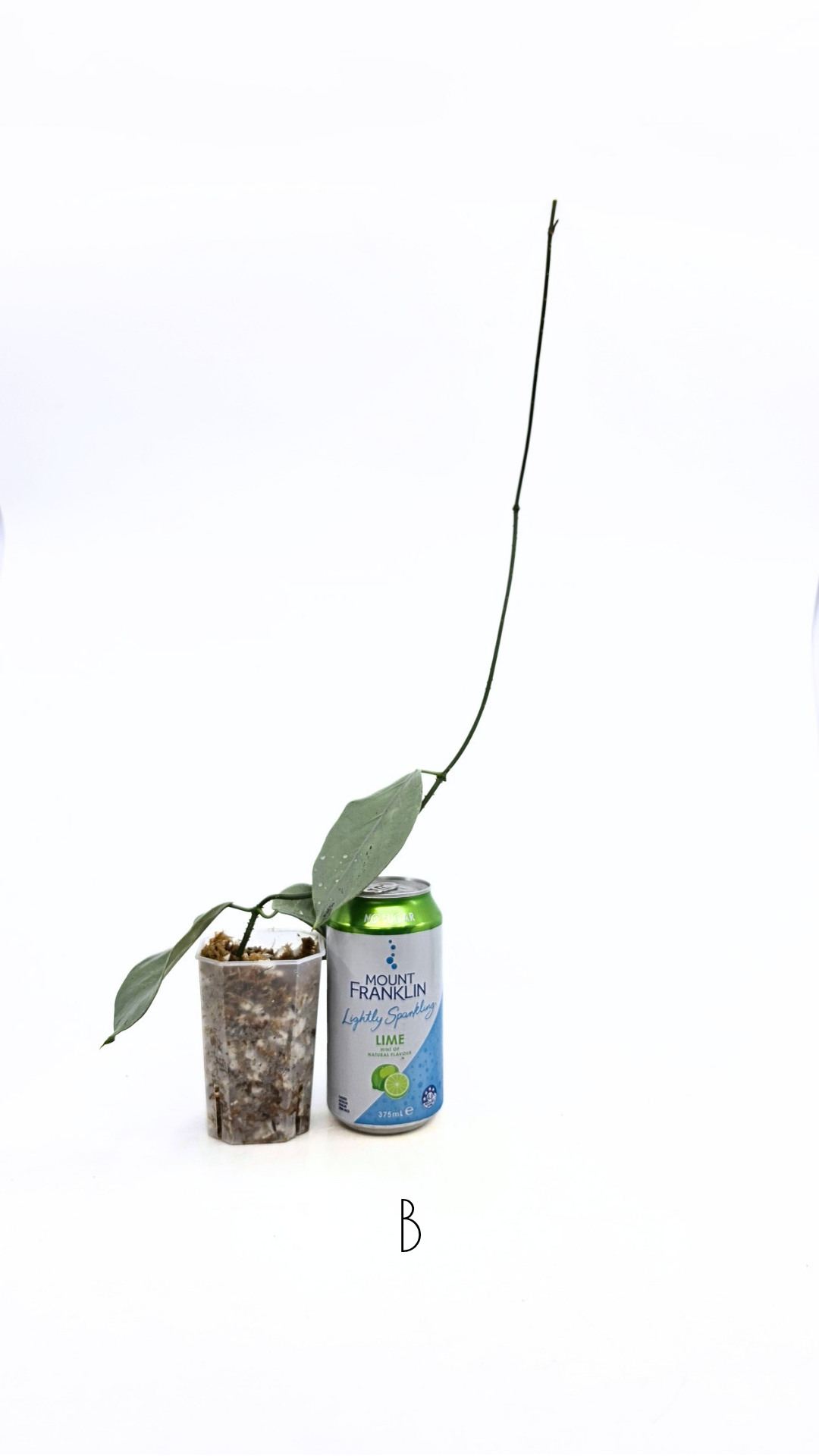 Rare waxplant Hoya Coriacea Silver available for sale at rare indoor plant shop The Leaf Gallery in Perth, Western Australia