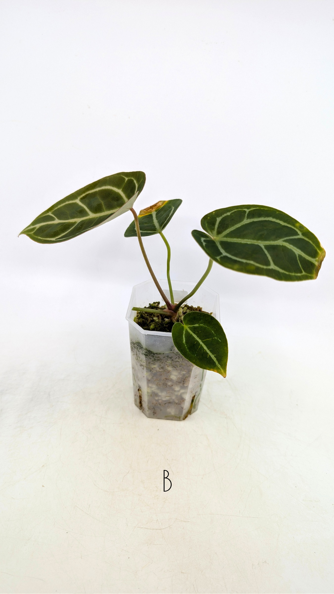 Rare anthurium hybrid Anthurium Dark Forgetii x Bessae Aff X Anthurium Michelle by The Leaf Gallery in Perth, Western Australia