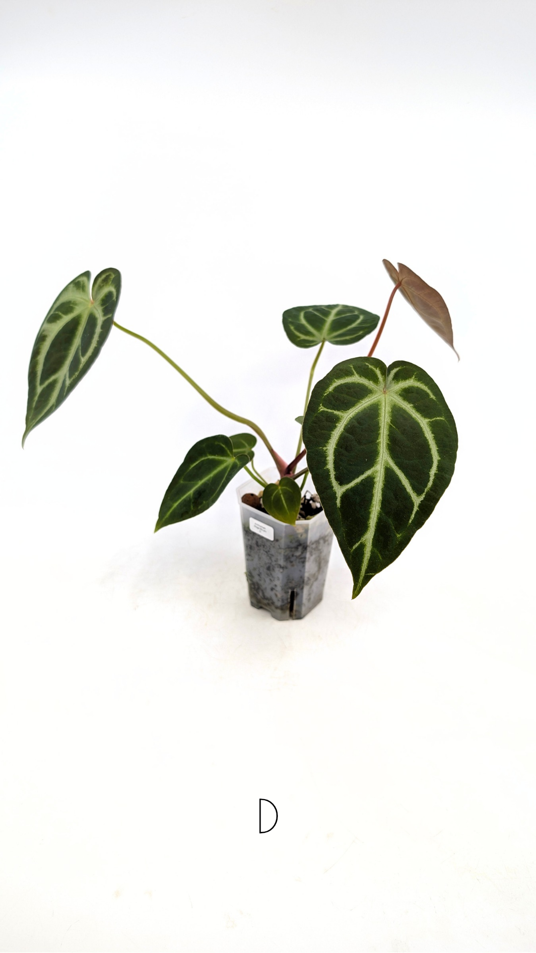 Rare indoor plant Anthurium Magnificum available for sale at rare house plant shop The Leaf Gallery in Perth, Western Australia