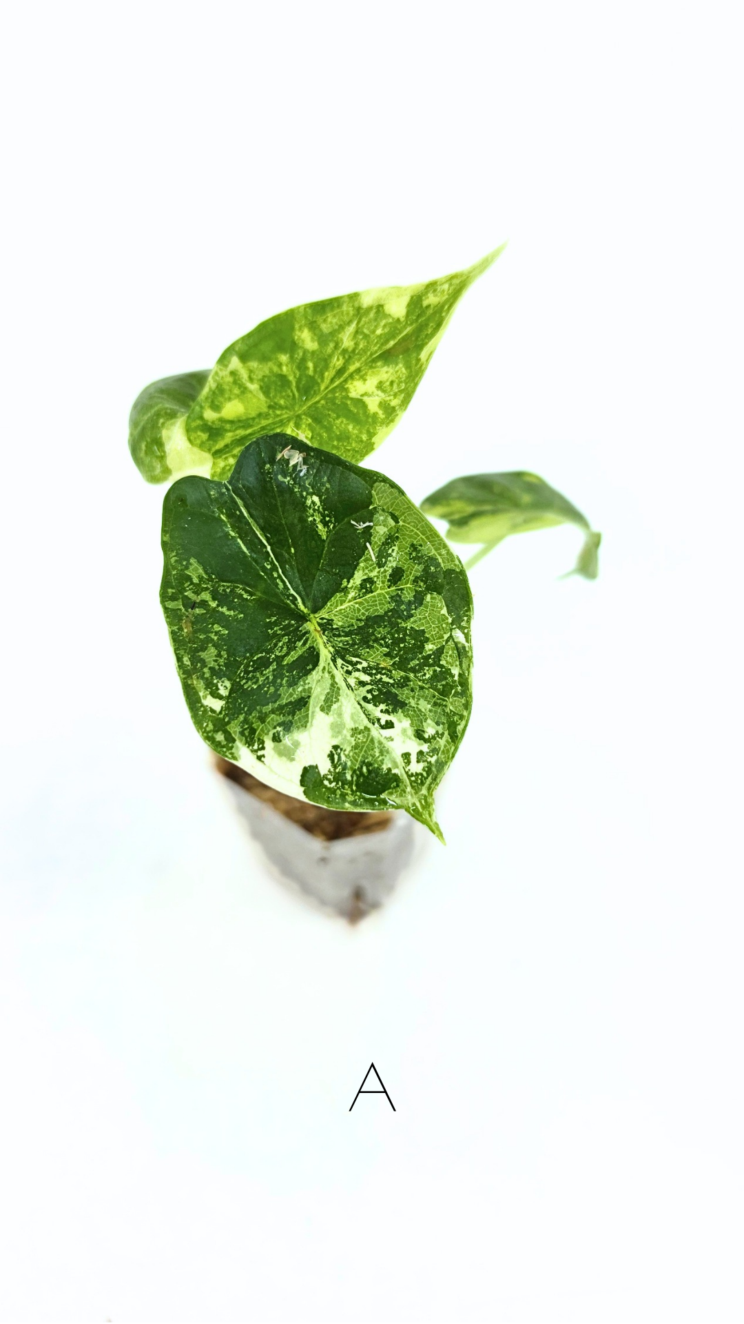 Sought after indoor plant Alocasia Dragon Scale Variegated available for sale at rare house plant shop The Leaf Gallery in Perth, Western Australia