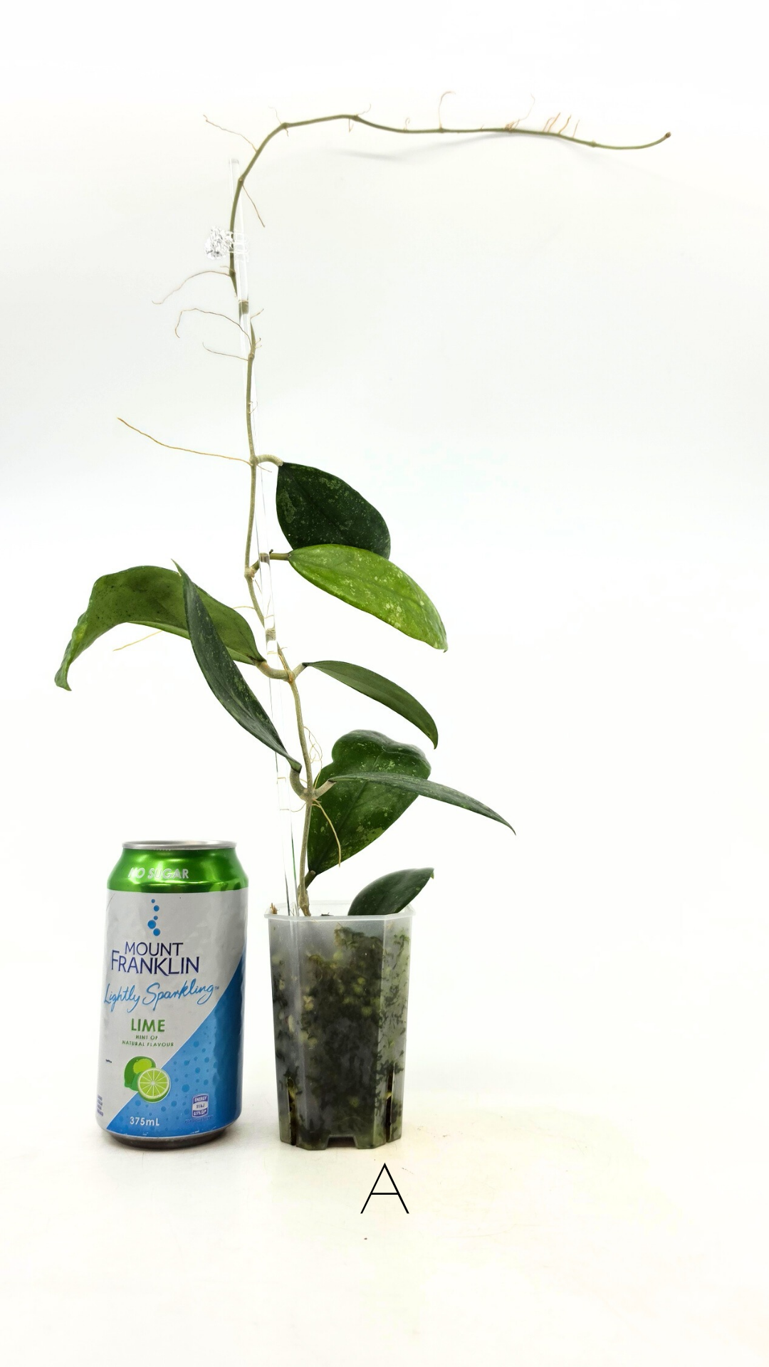 Rare waxplant Hoya Ko Chag Island available for sale at rare indoor plant shop The Leaf Gallery in Perth, Western Australia