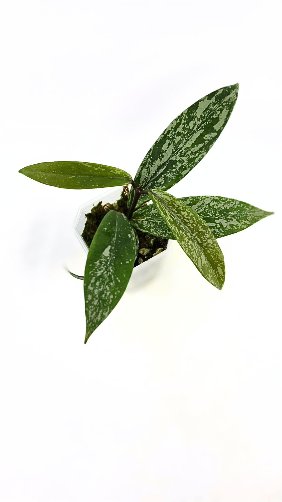 Rare waxplant Hoya Pubicalyx Pink Silver Ghost available for sale at rare indoor plant shop The Leaf Gallery in Perth, Western Australia