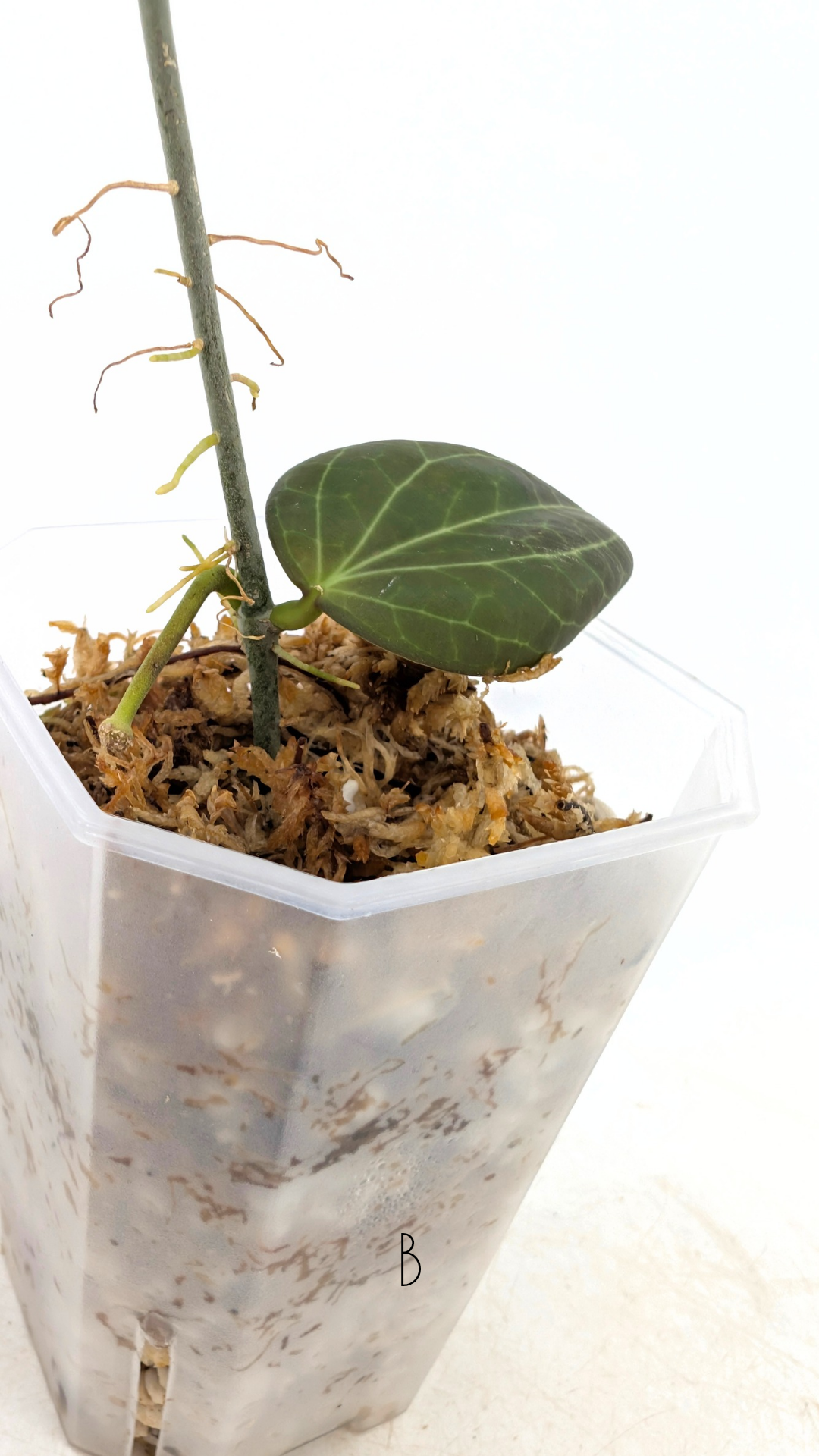 Rare waxplant Hoya Hellwigiana IML1101 available for sale at rare indoor plant shop The Leaf Gallery in Perth, Western Australia