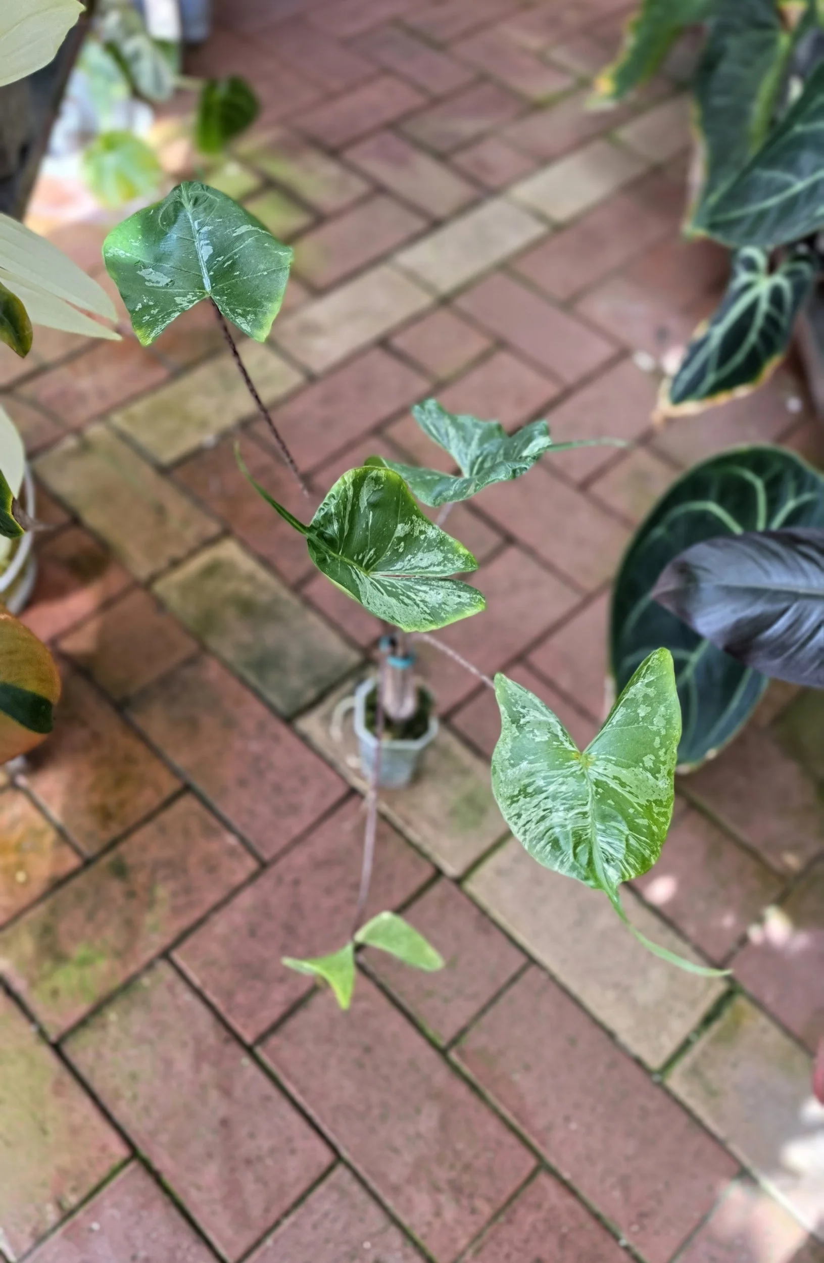 Rare indoor plannt Alocasia Stingray Mint Variegated available for sale at rare house plant shop The Leaf Gallery in Perth, Western Australia.