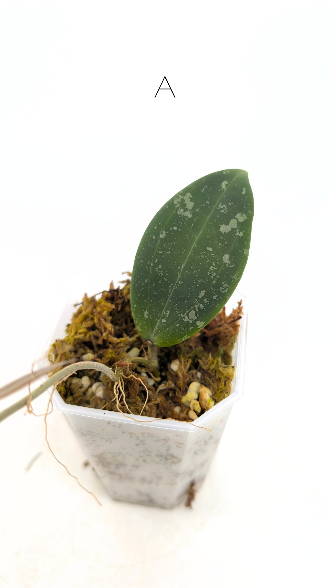 Rare waxplant Hoya Wibergiae IML1618 available for sale at rare plant shop The Leaf Gallery in Perth, Western Australia