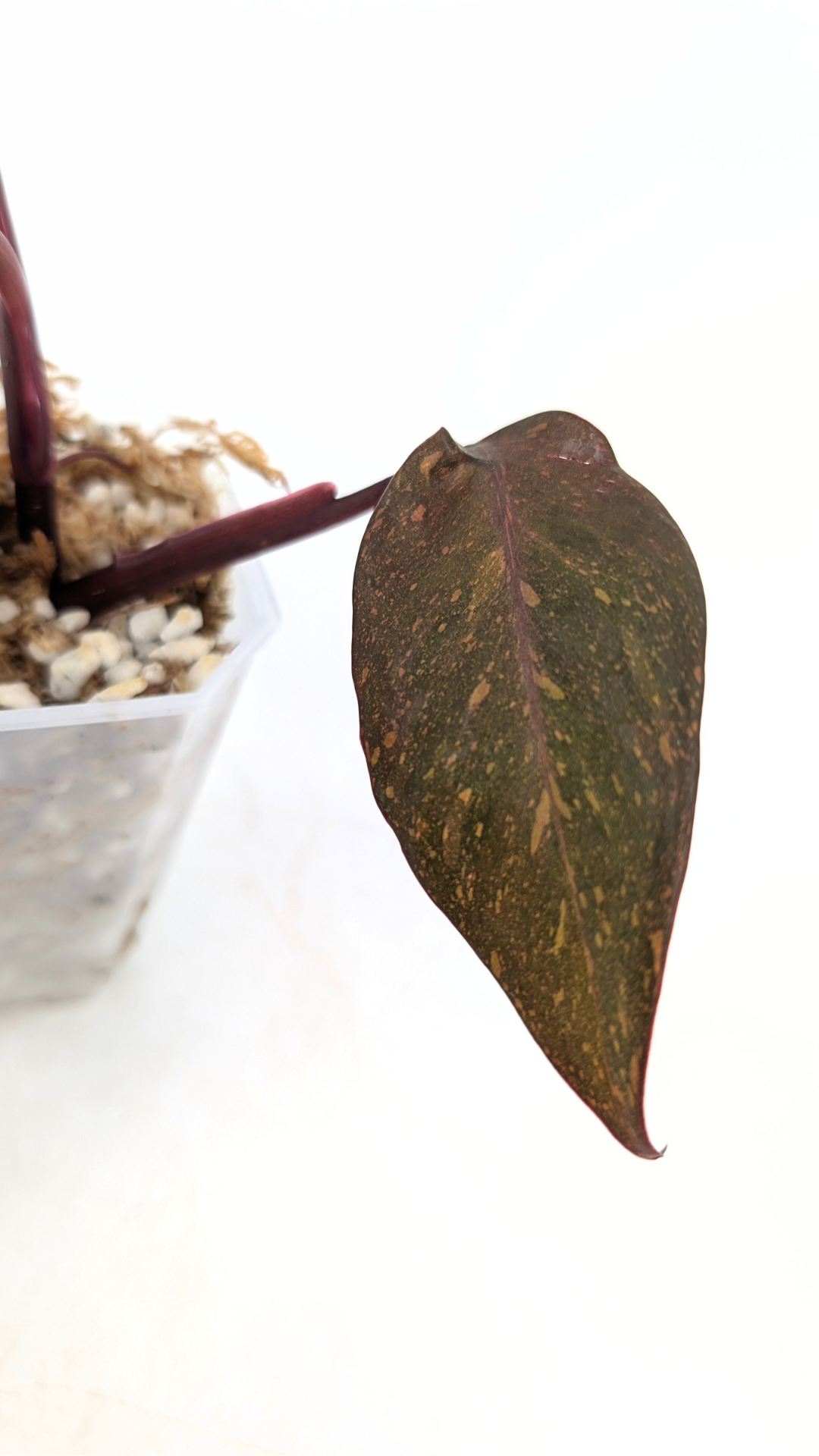 Rare indoor plant Philodendron Orange Princess Varigated available for sale at rare plant shop The Leaf Gallery in Perth, Western Australia