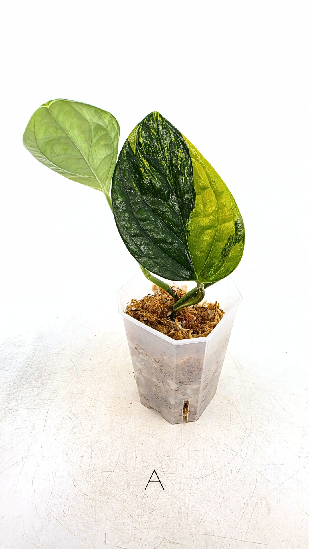 Rare indoor plant Monstera Peru Karstenianum Varigated at rare plant shop The Leaf Gallery in Perth, Western Australia