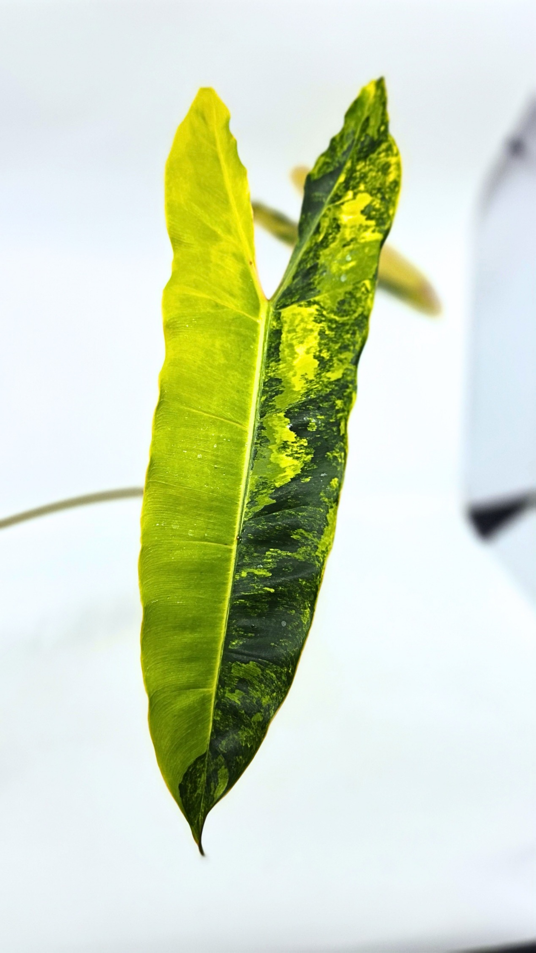 Rare indoor plant Philodendron Billietiae available for sale at rare house plant shop The Leaf Gallery in Perth, Western Australia