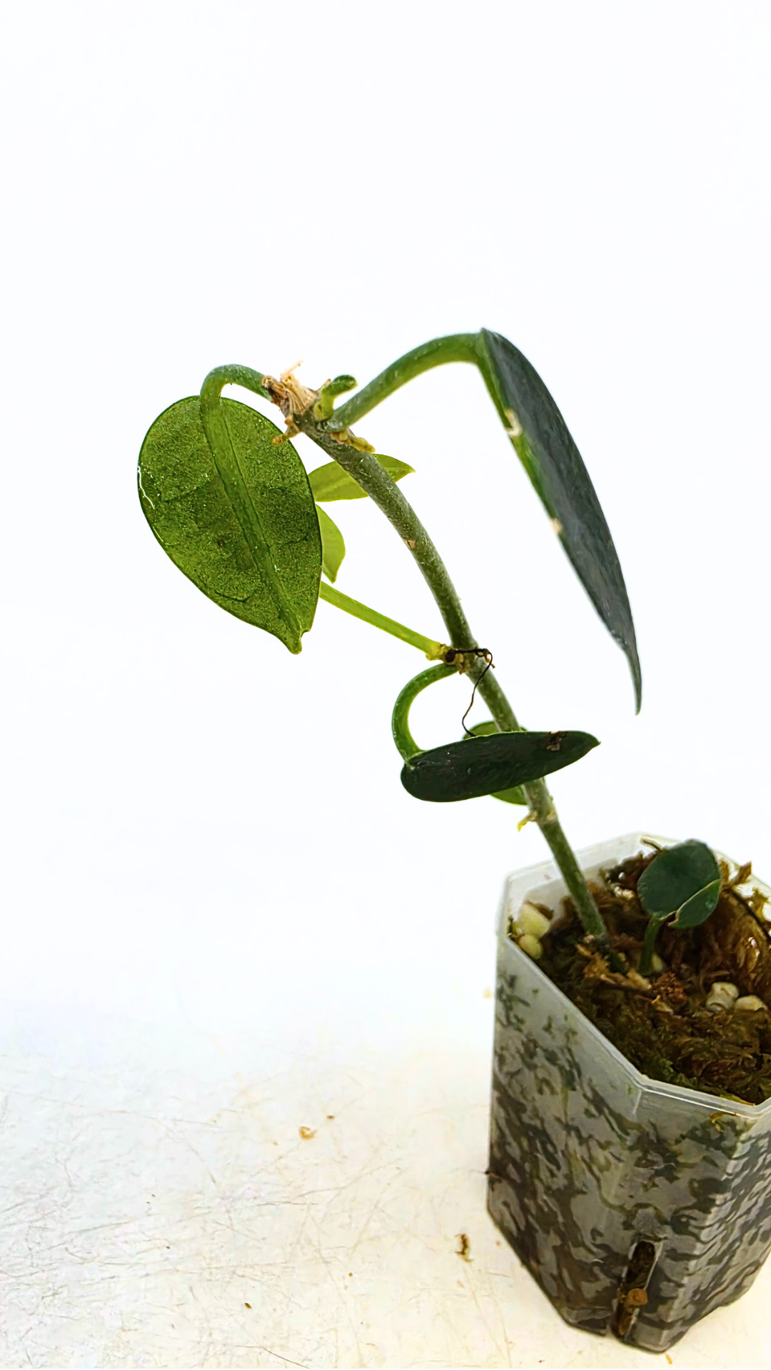 Rare waxplant Hoya Lithophytica available for sale at rare indoor plant shop The Leaf Gallery in Perth, Western Australia