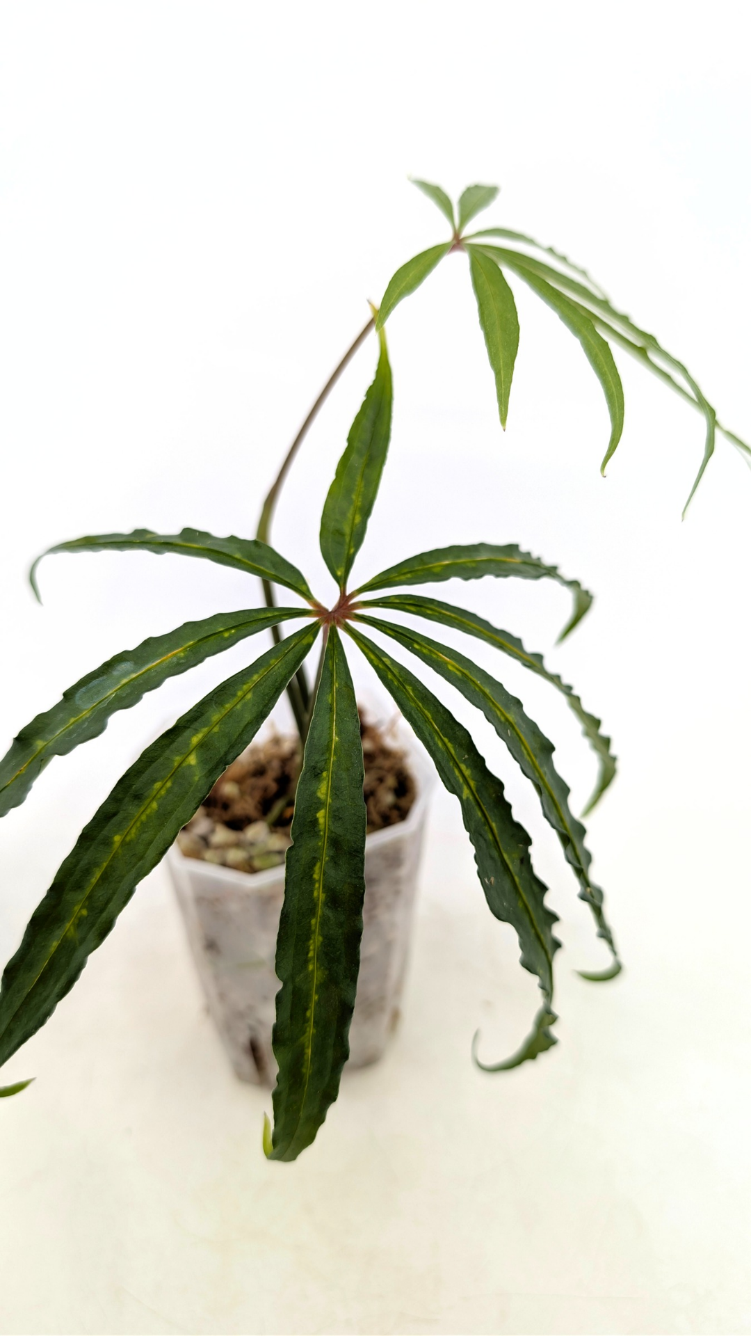 Hard to find vining house plant Anthurium Polystictum available for sale at rare plant shop The Leaf Gallery in Perth, Western Australia.