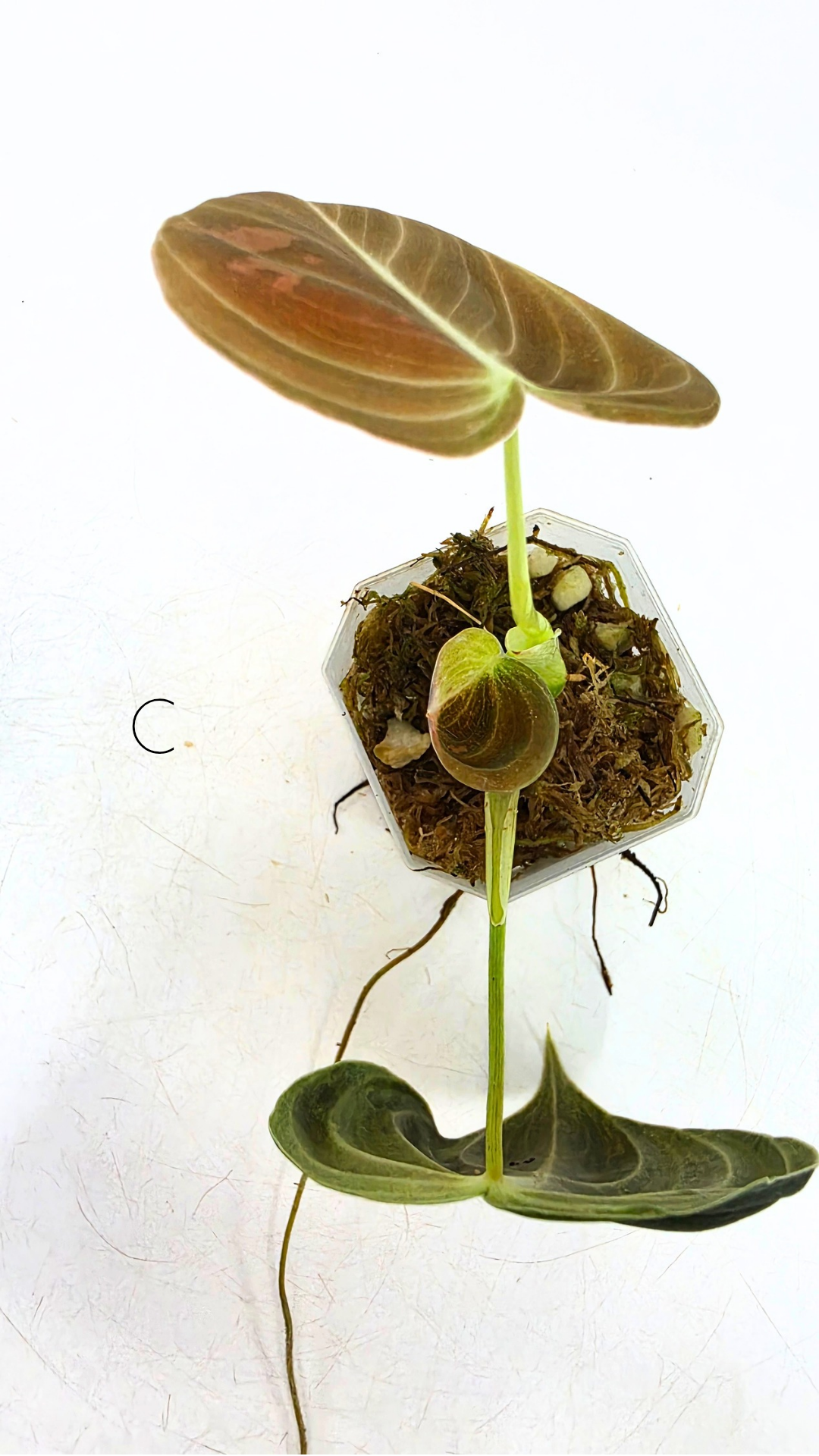 Rare plant Philodendron Melanochrysum Varigated available for sale at rare plant shop The Leaf Gallery in Perth, Western Australia