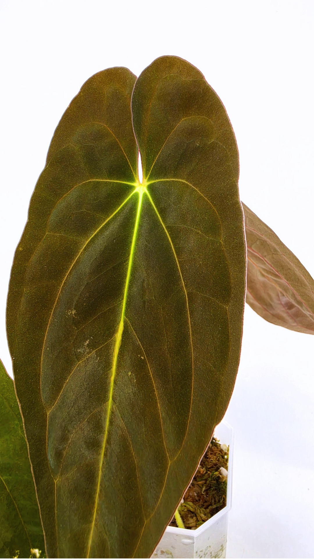 Rare indoor plant Anthurium Papillilaminum pure clone available from rare house plant shop The Leaf Gallery in Perth, Western Australia