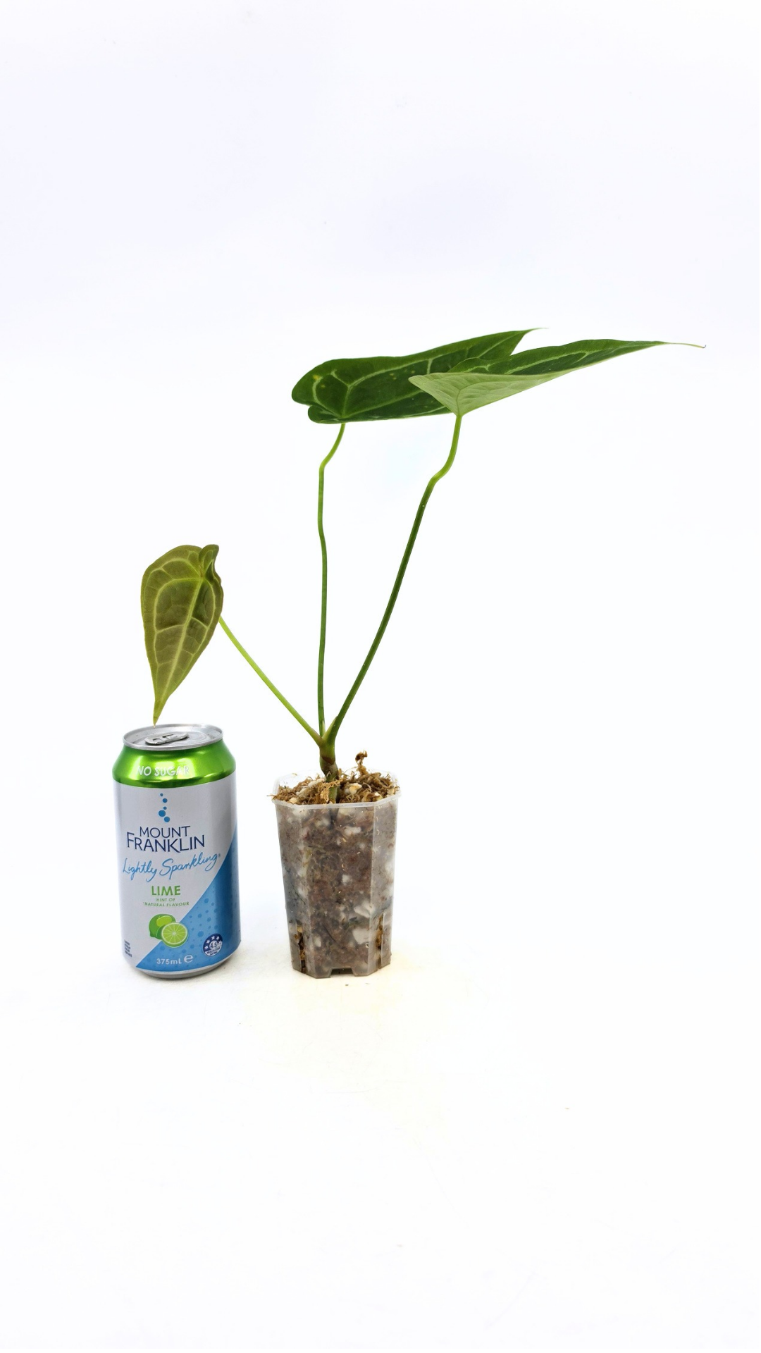 Rare indoor plant Anthurium SKG Silver with Anthurium Forgetii hybrid available at rare plant shop The Leaf Gallery in Perth, Western Australia