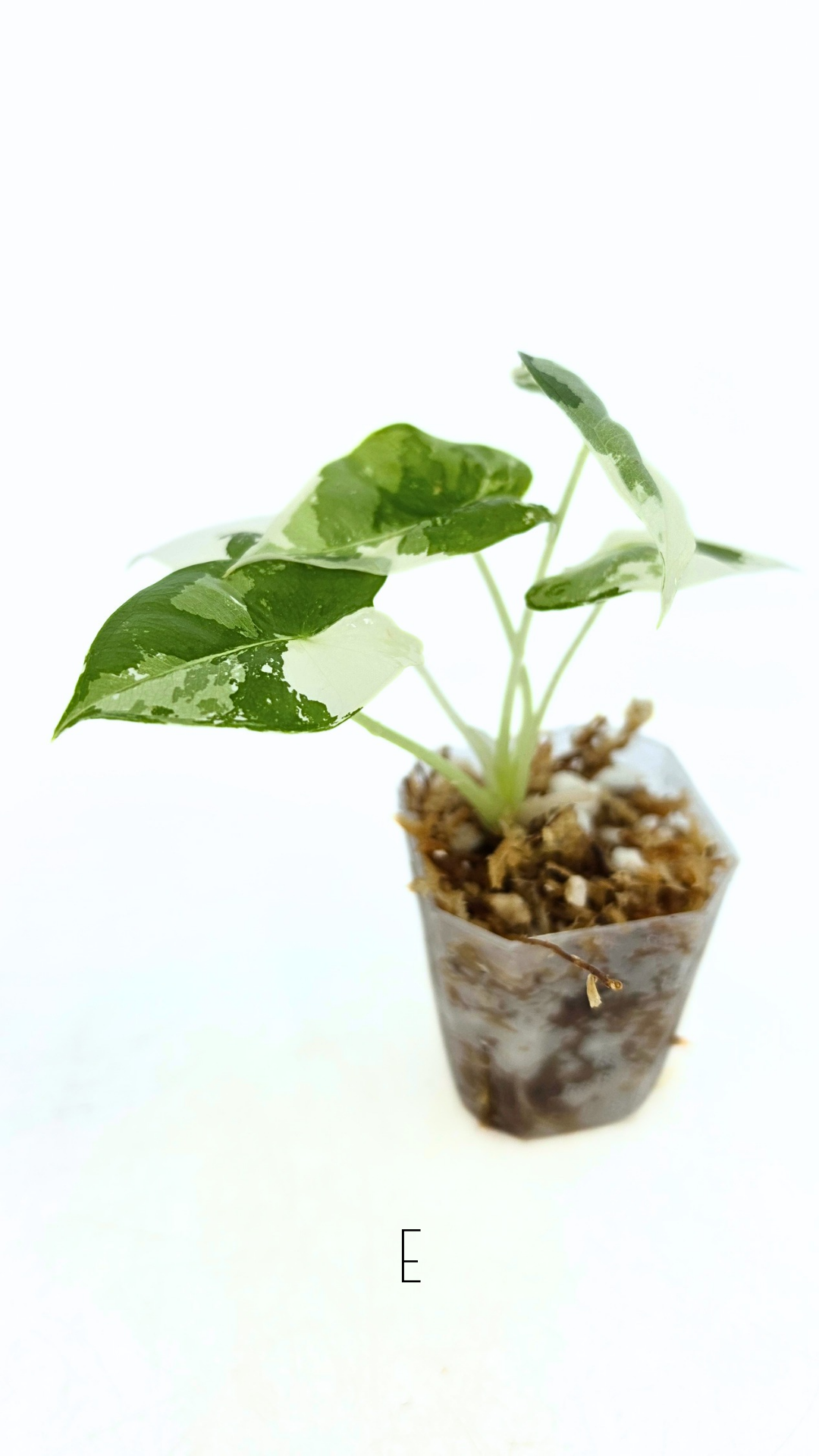 Rare indoor plant Alocasia Frydek Variegated available for sale at rare house plant shop The Leaf Gallery in Perth, Western Australia