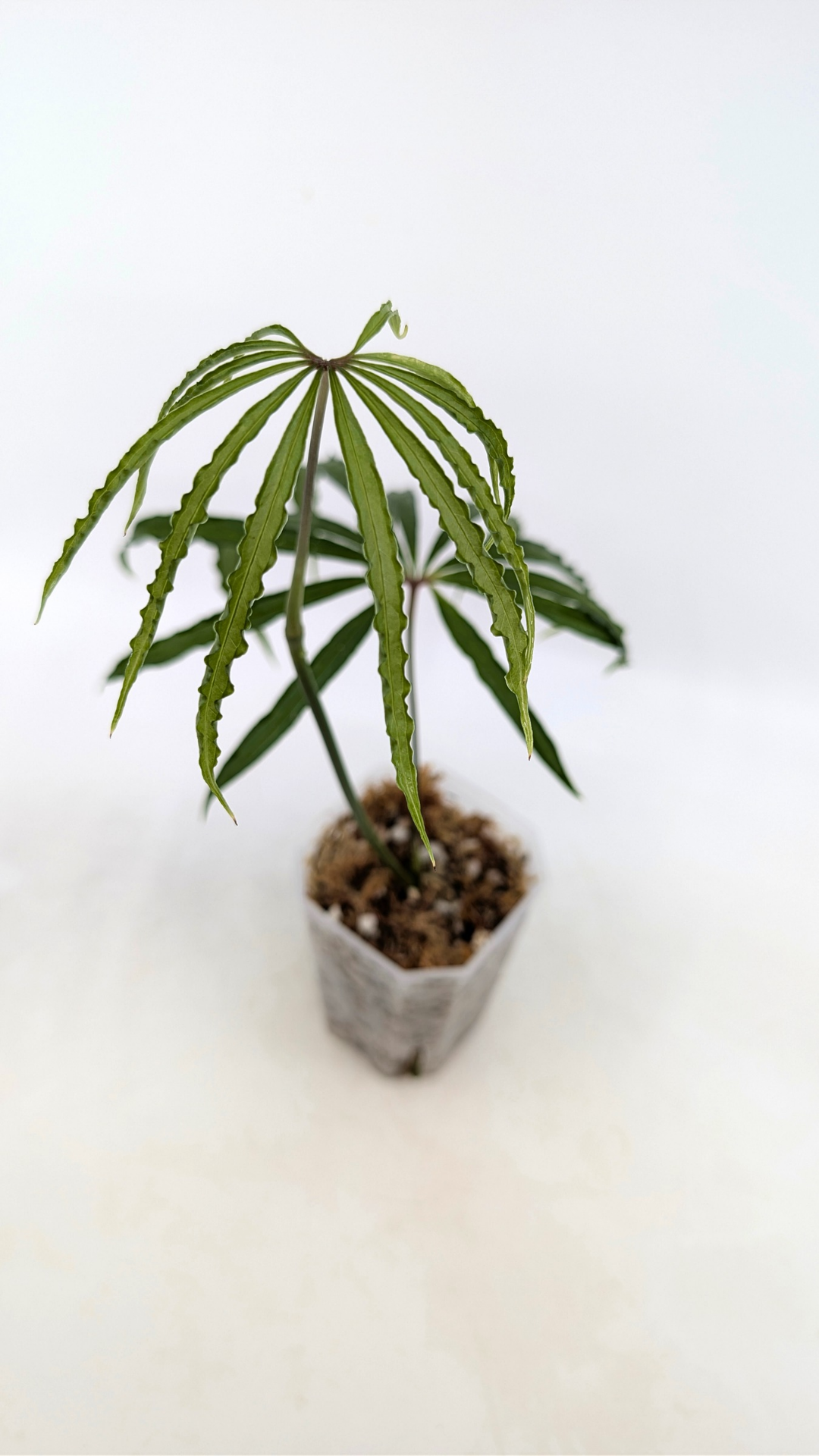 Hard to find vining house plant Anthurium Polystictum available for sale at rare plant shop The Leaf Gallery in Perth, Western Australia.