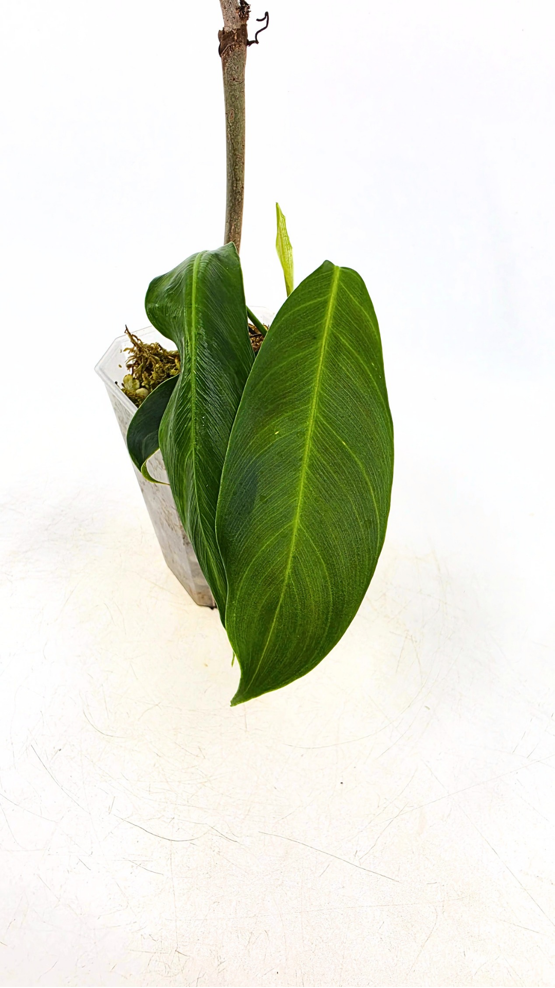 Single plants upload_20260526_173211_0000.png