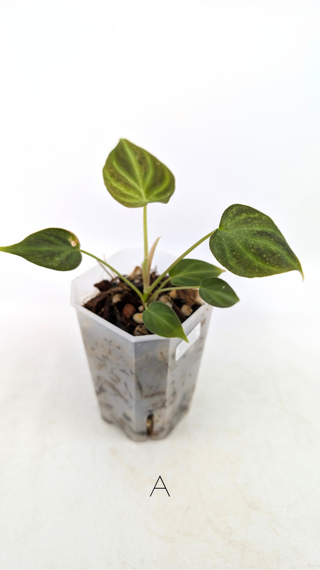 Rare indoor plant Philodendron Verrucusom Mint Variegated available for sale at rare house plant shop The Leaf Gallery in Perth, Western Australia