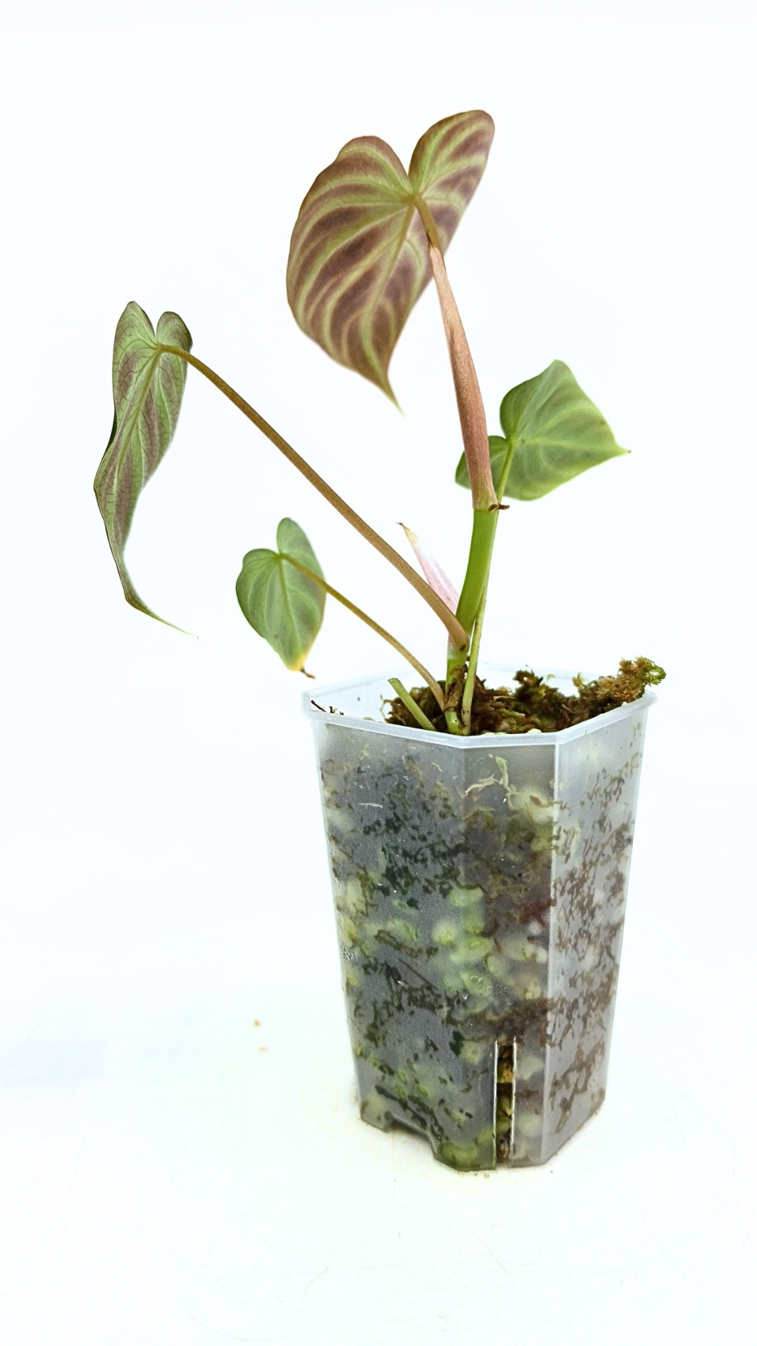 Rare indoor plant Philodendron Verrucusom Mint Variegated available for sale at rare house plant shop The Leaf Gallery in Perth, Western Australia