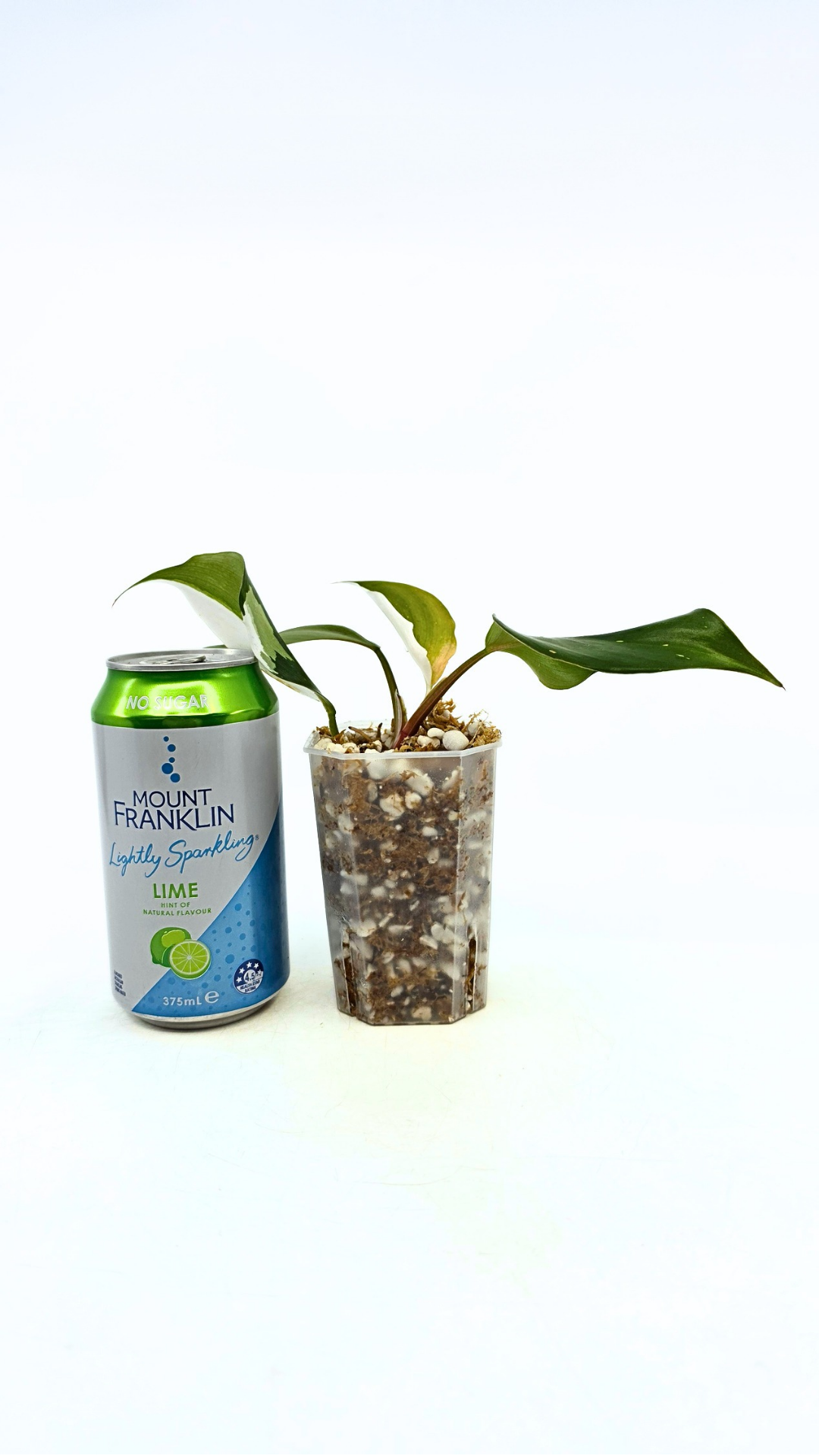 Rare plant Philodendron White Knight by rare plant shop the Leaf Gallery in Perth, Western Australia