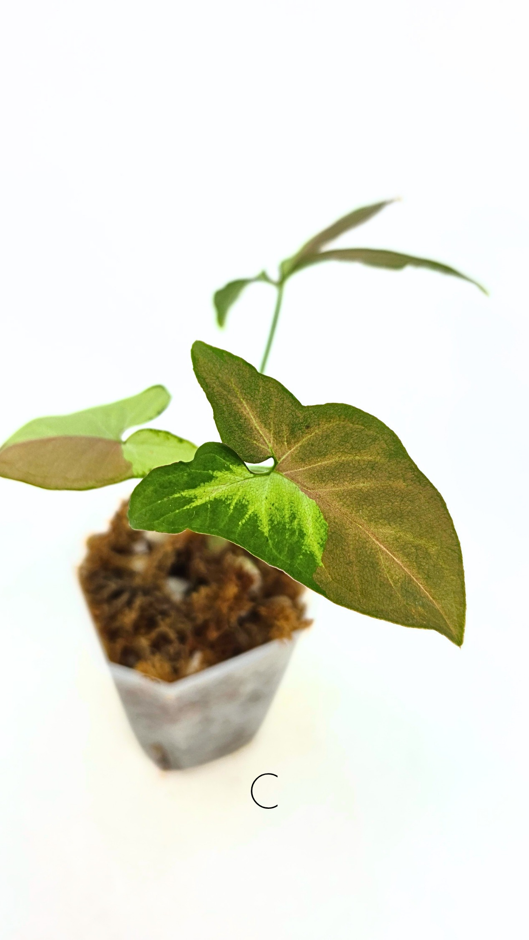 Rare indoor plant Syngonium Redspot Tricolour available for sale at The Leaf Gallery in Perth, Western Australia.