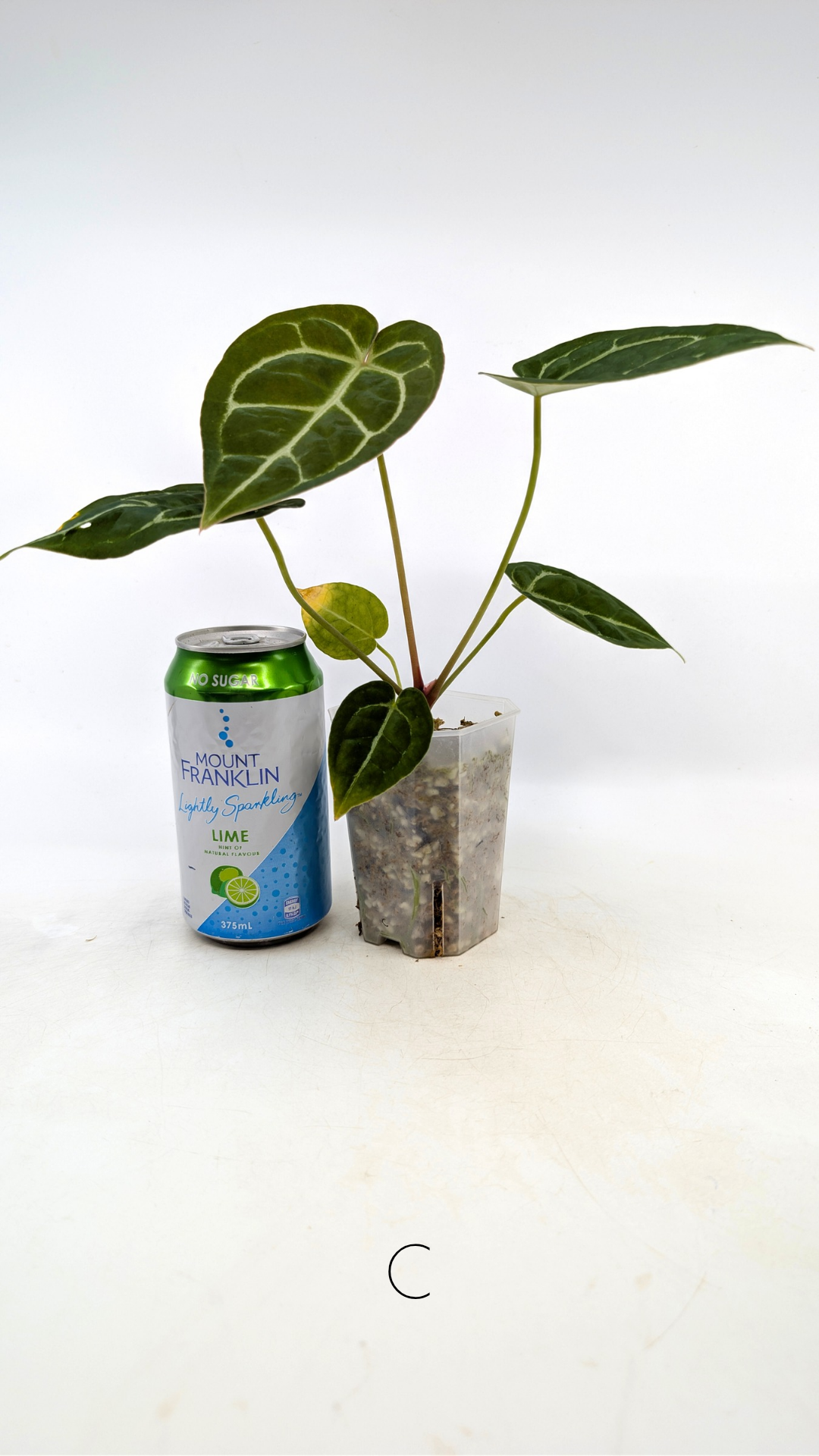 Rare anthurium hybrid Anthurium Dark Forgetii x Bessae Aff X Anthurium Michelle by The Leaf Gallery in Perth, Western Australia