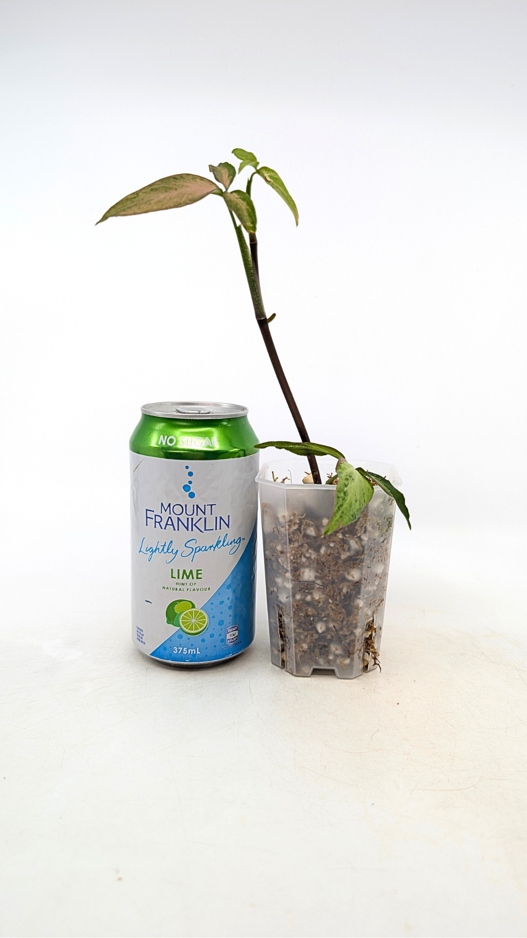 Rare plant Syngonium Redspot Tricolour available from rare plant shop The Leaf Gallery in Perth, Western Australia