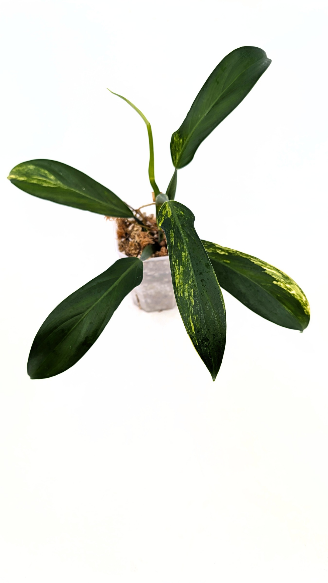 Super Rare indoor plant Philodendron Panduriforme variegated available for sale at rare house plant shop The Leaf Gallery in Perth, Western Australia.