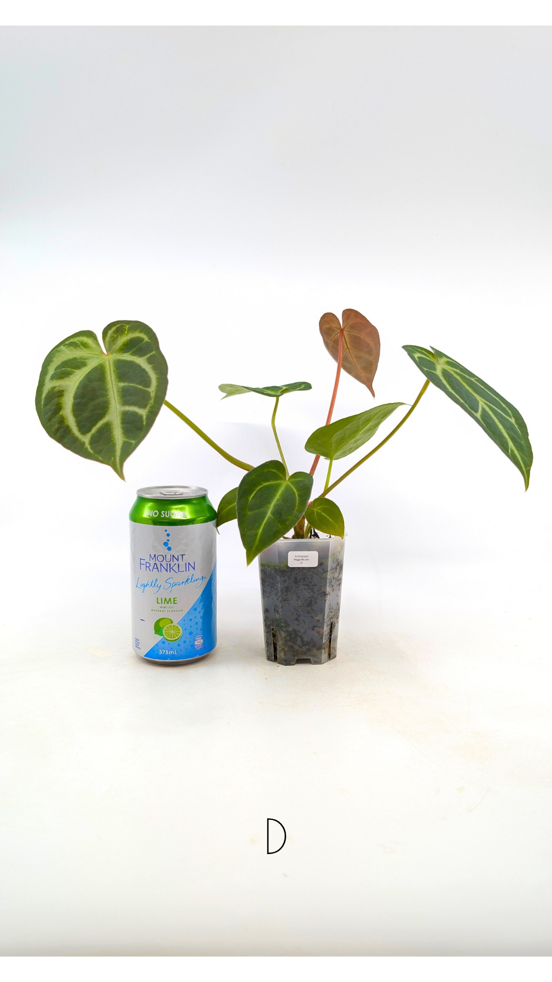 Rare indoor plant Anthurium Magnificum available for sale at rare house plant shop The Leaf Gallery in Perth, Western Australia