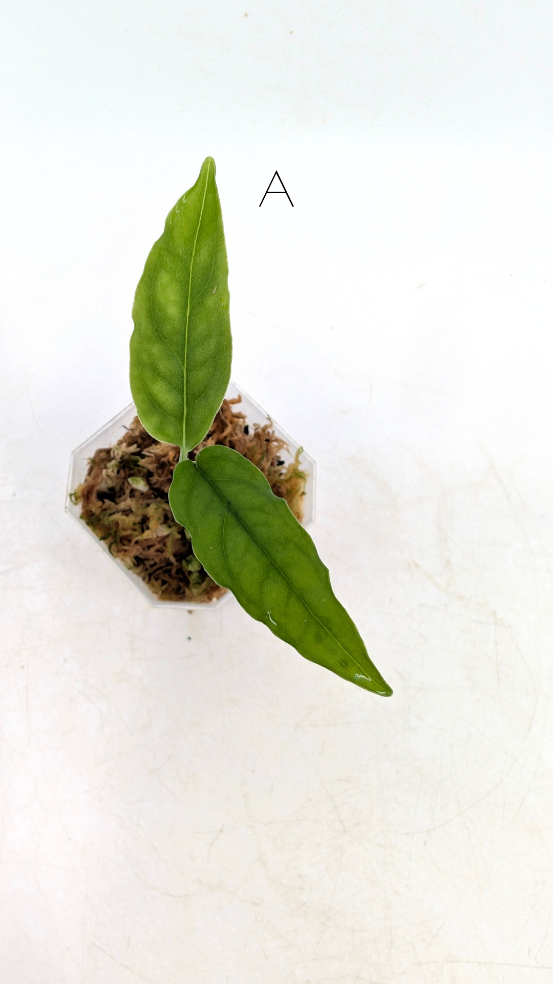 Rare indoor plant Monstera Obliqua Peru available for sale at rare house plant shop The Leaf Gallery in Perth, Western Australia