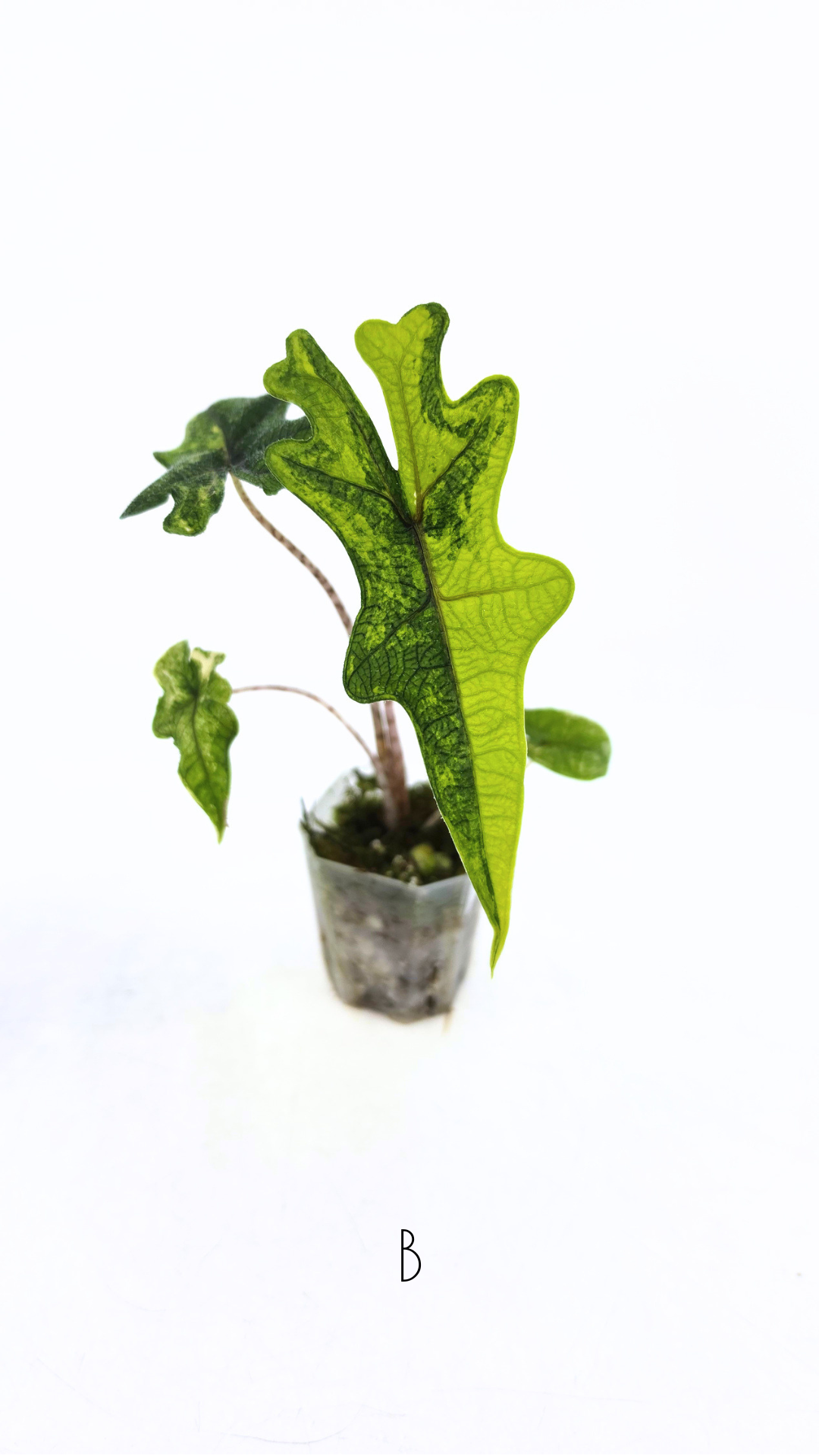 Alocasia Jacklyn Variegated